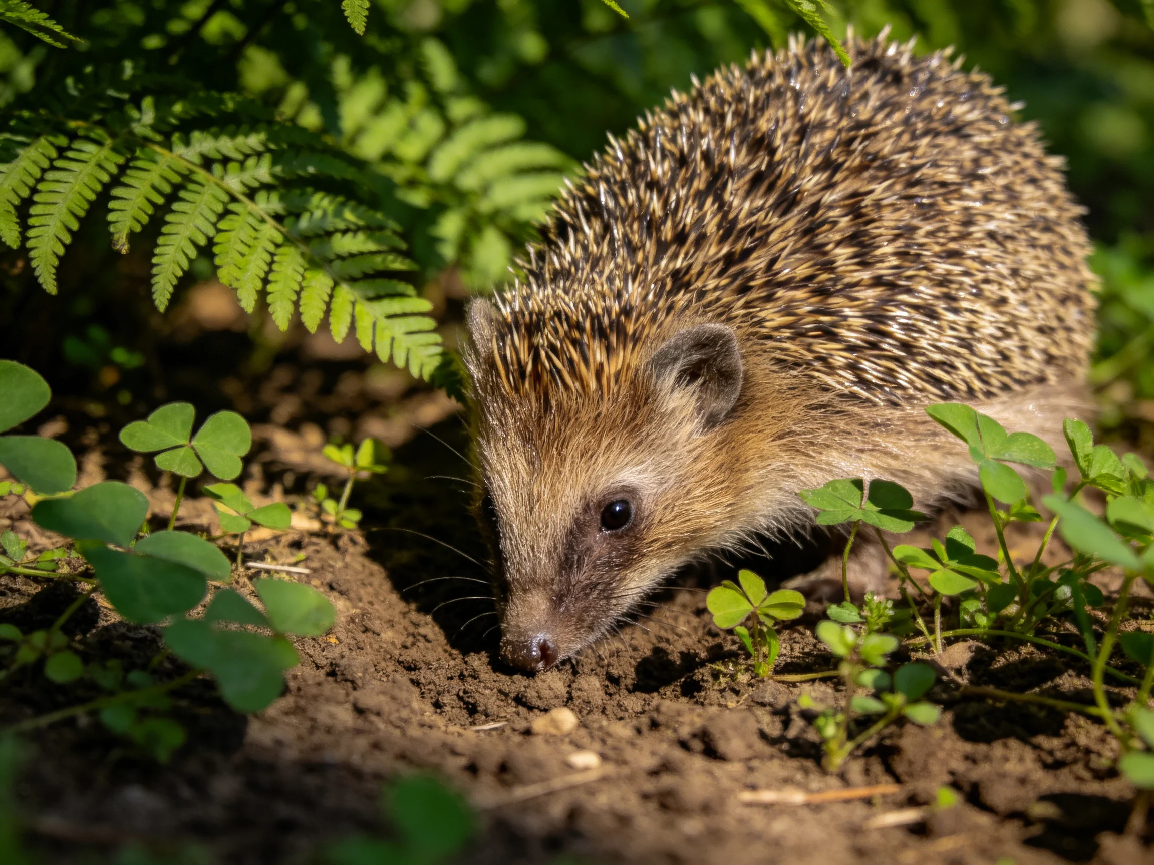 A brown-spined hedgehog explores earthy soil near ferns and clovers