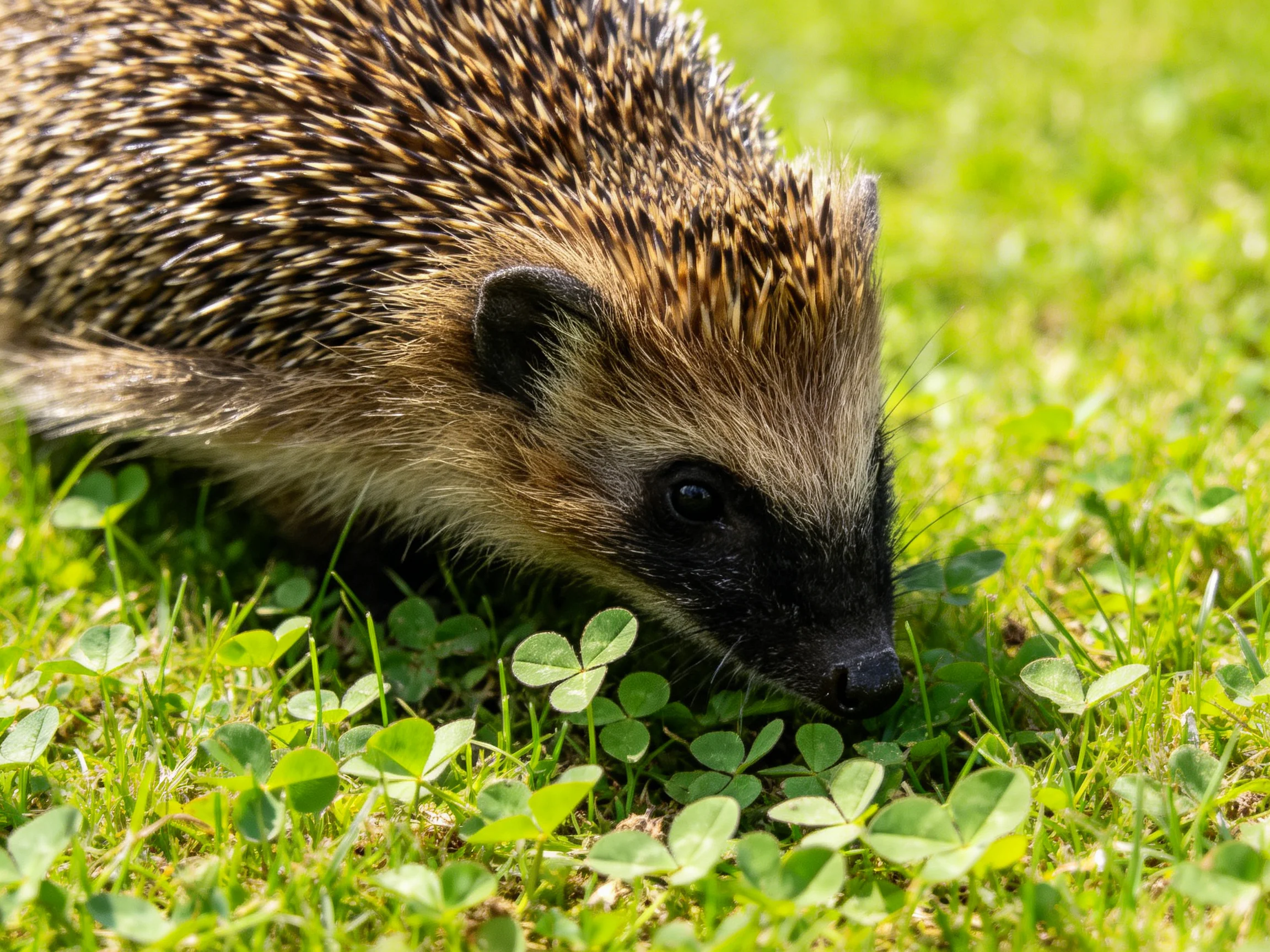 A brown-spined hedgehog explores lush green clover and grass