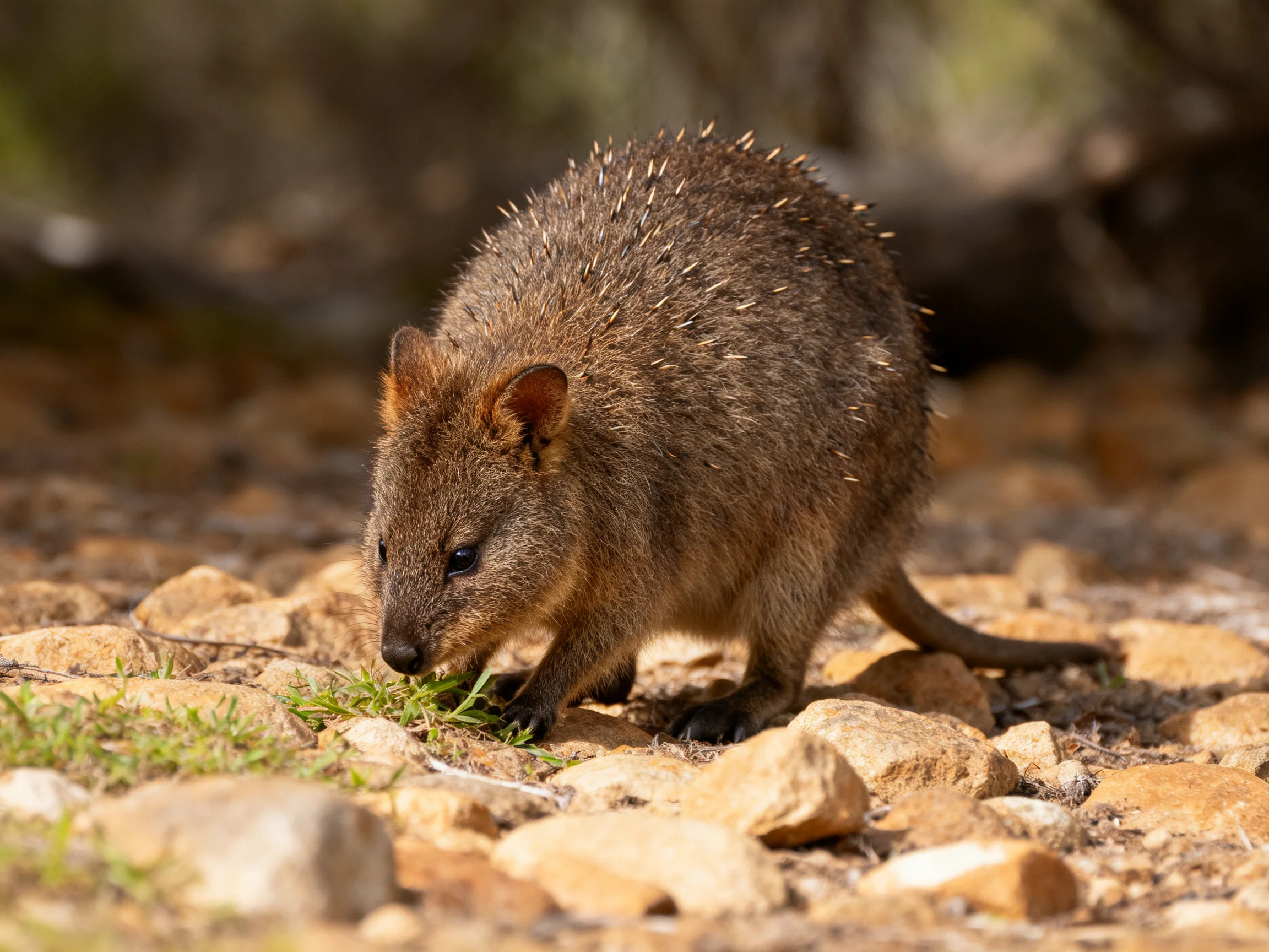 A brown-spined mammal forages among rocky terrain with greenery