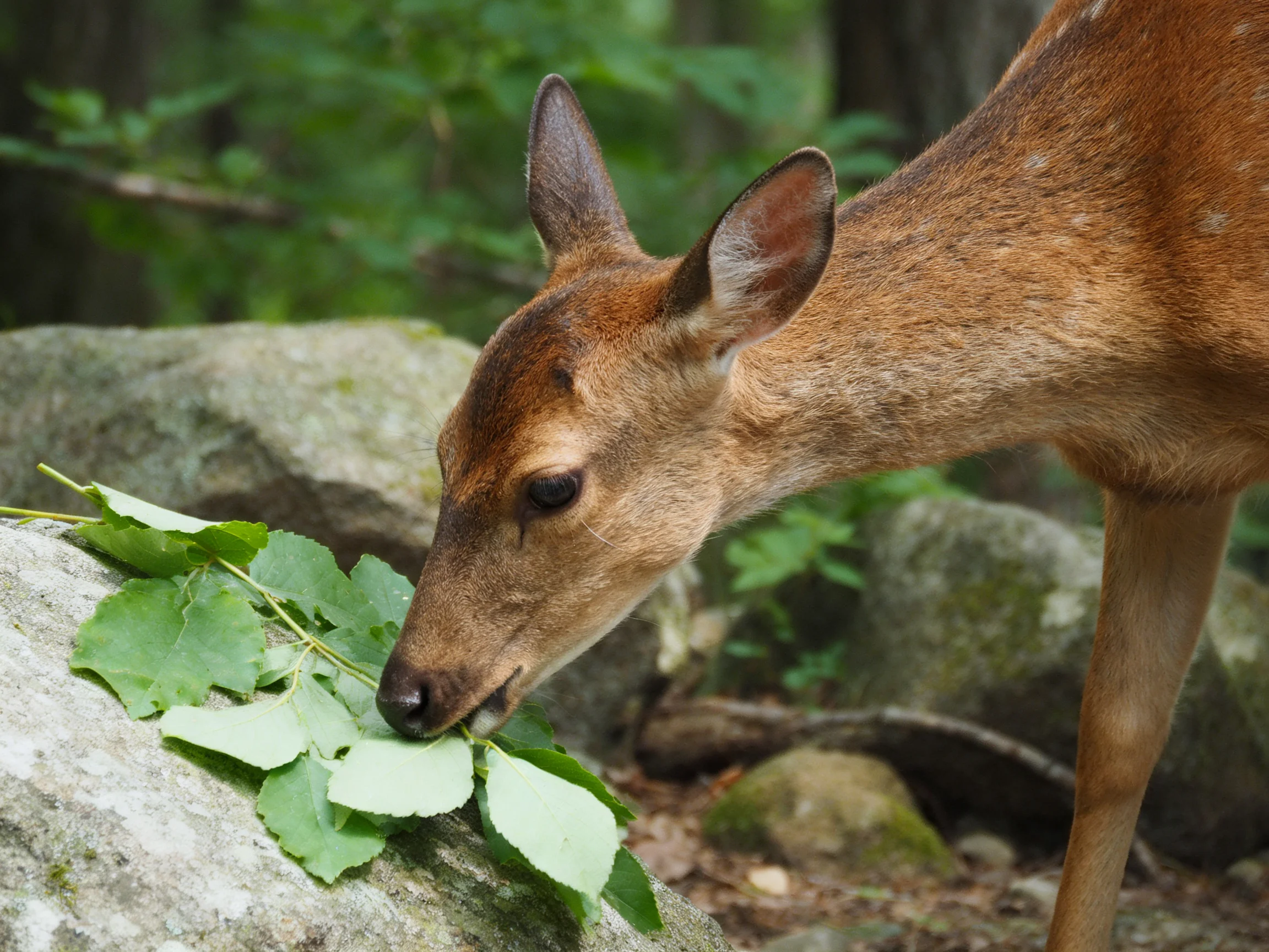 A brown-spotted deer feeds on green leaves by mossy rocks