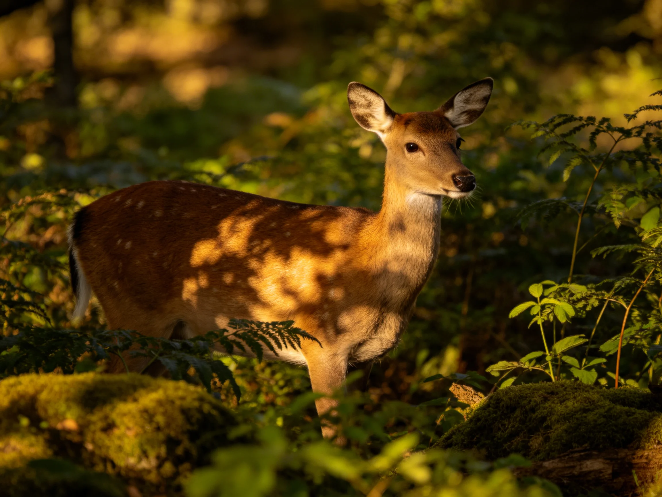 A brown-spotted deer stands in a sun-dappled forest glade.