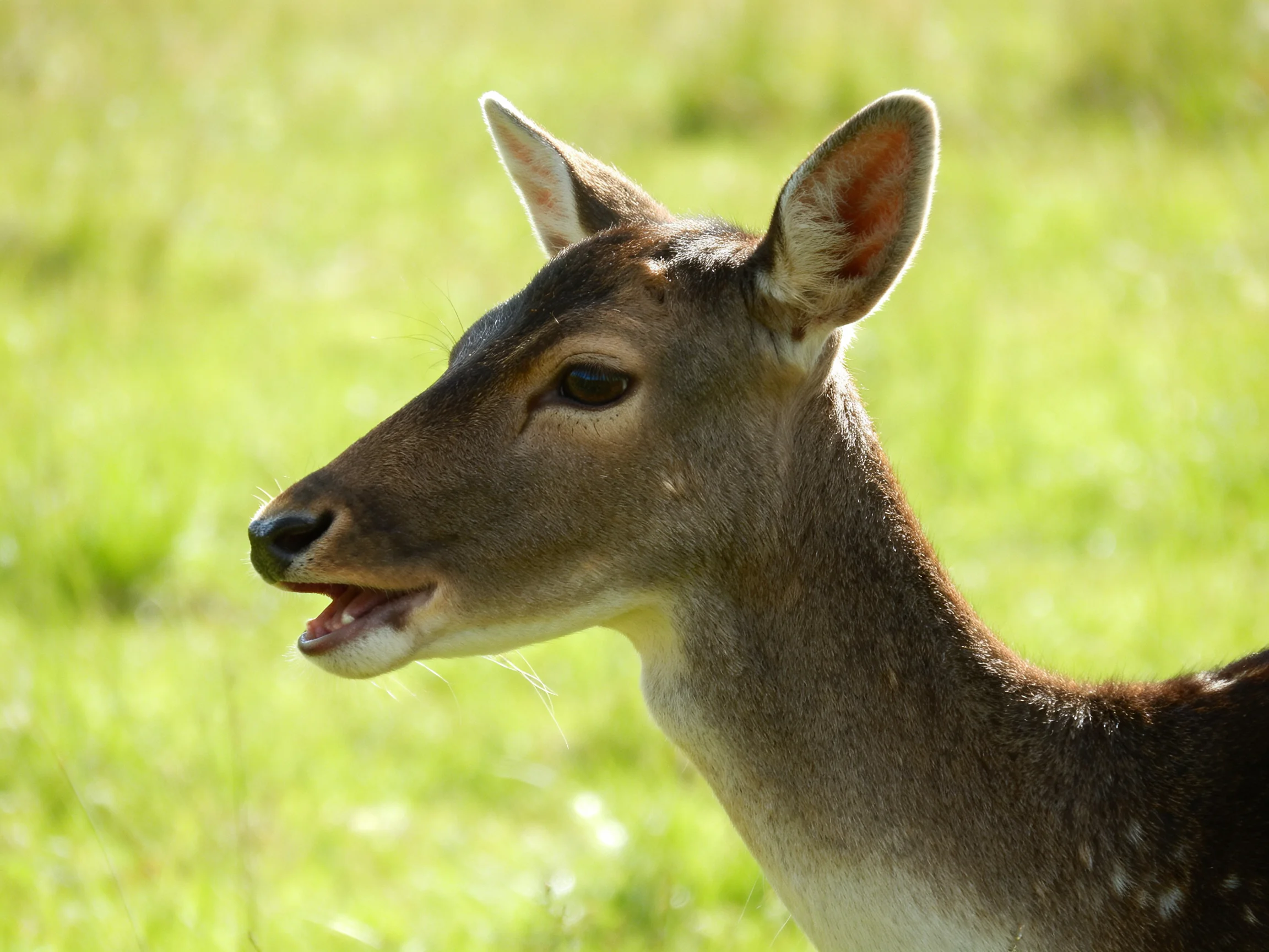 A brown-spotted deer stands in a sunlit meadow.