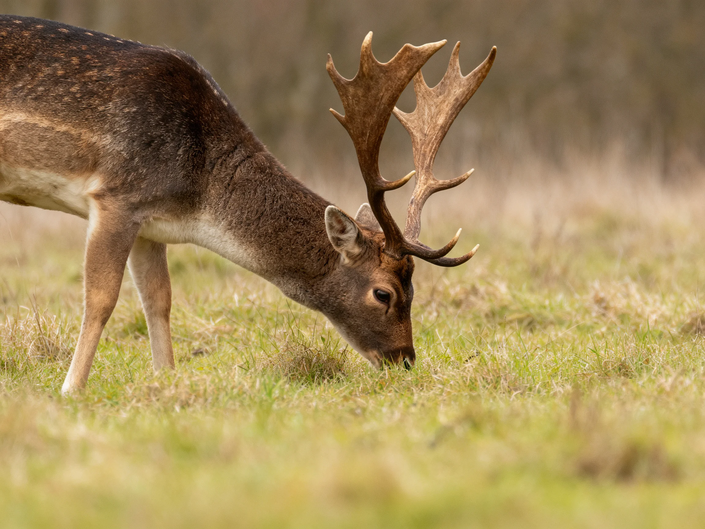 A deer with large antlers feeds on grass in a grassy field.