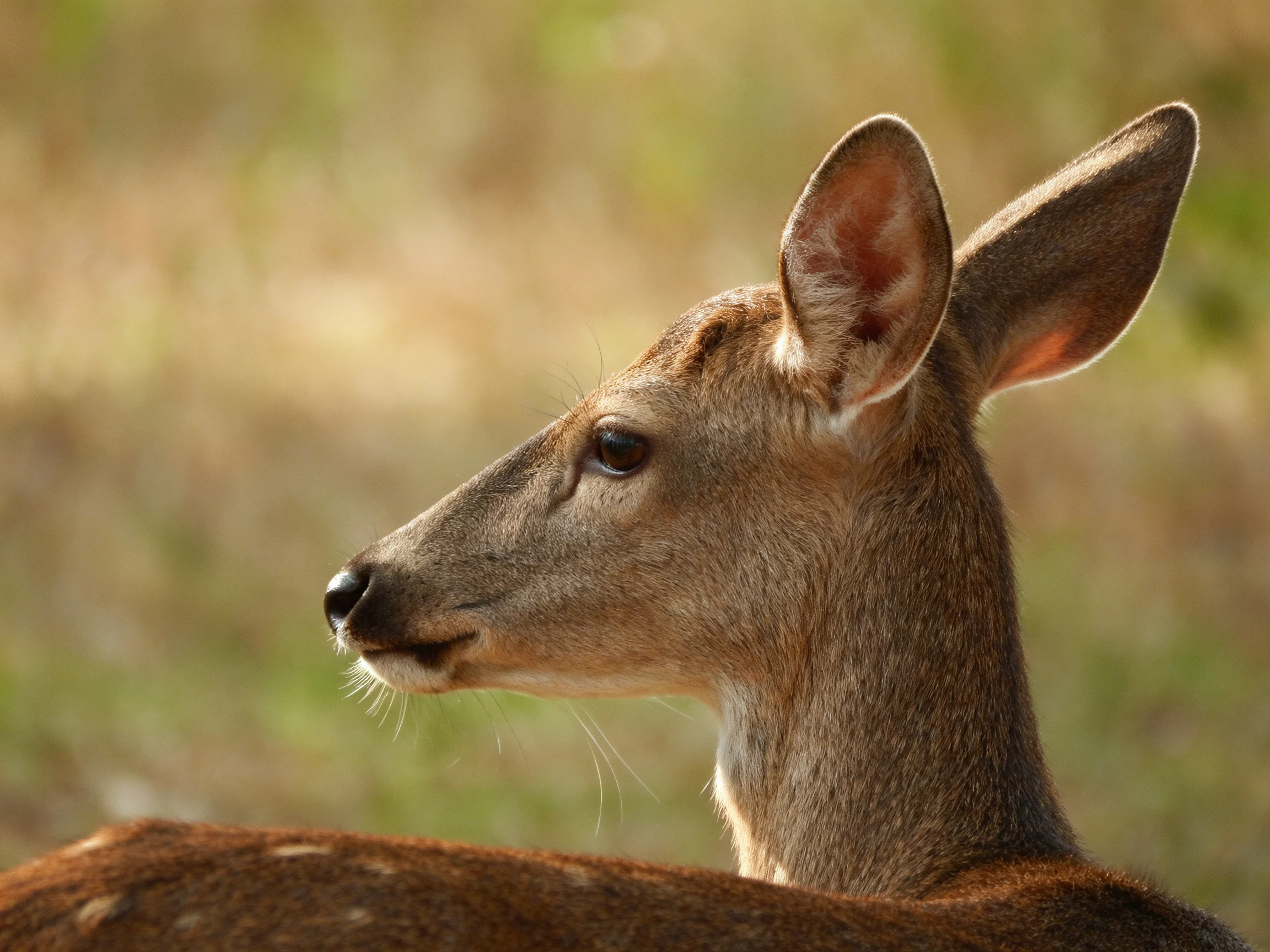 A brown - spotted deer is shown in profile against a blurred natural setting.