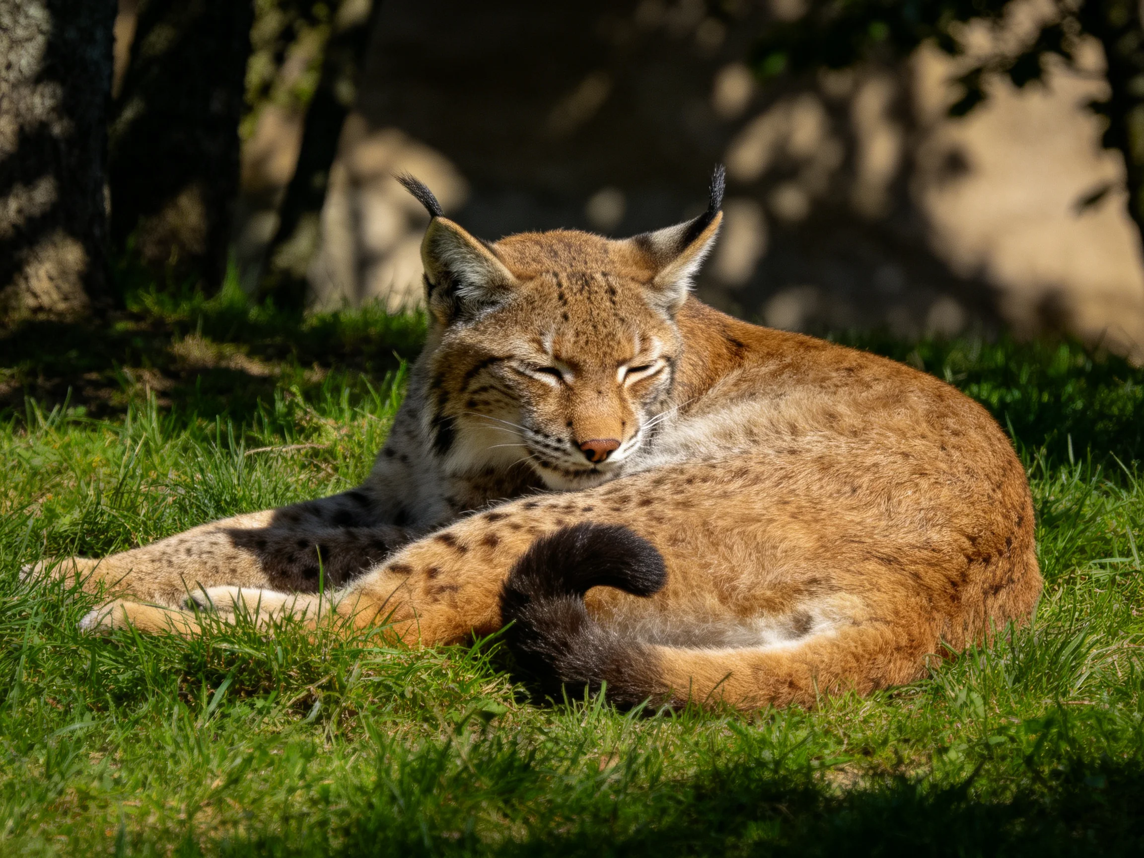 A brown-spotted wildcat rests on lush green grass near trees.