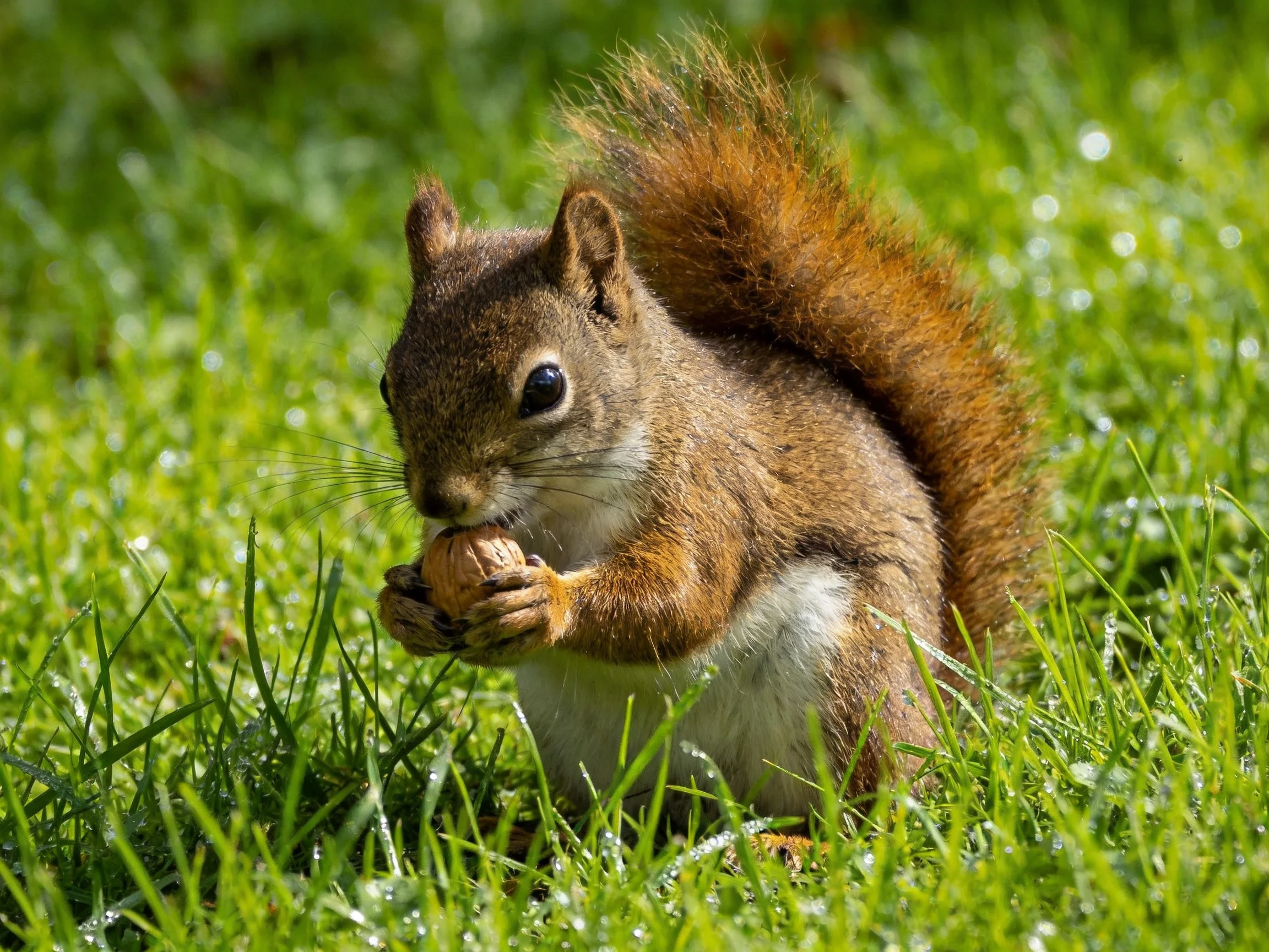 A brown squirrel nibbles a nut in lush green grass
