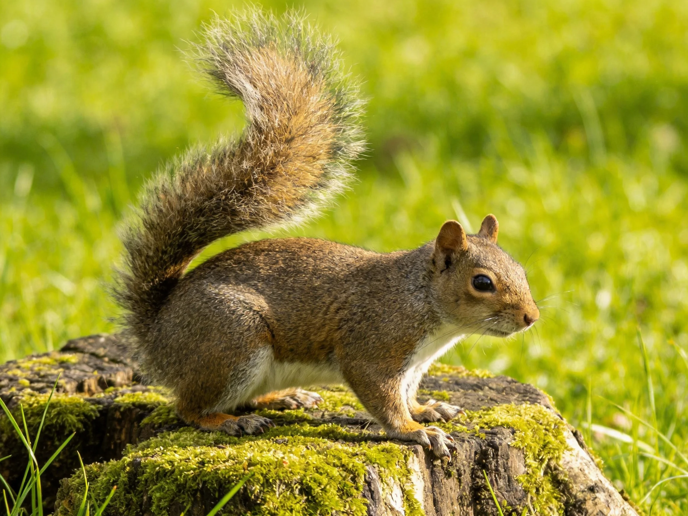A brown squirrel perched on a moss-covered tree stump in a green meadow