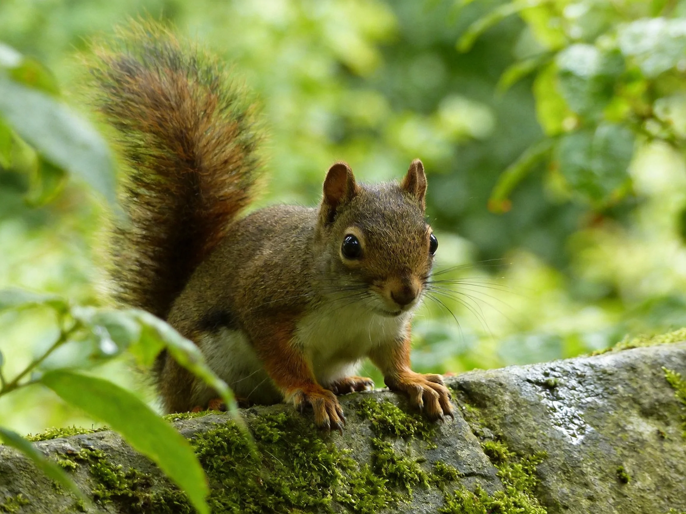 A brown squirrel rests on a moss-covered stone log in verdant surroundings.