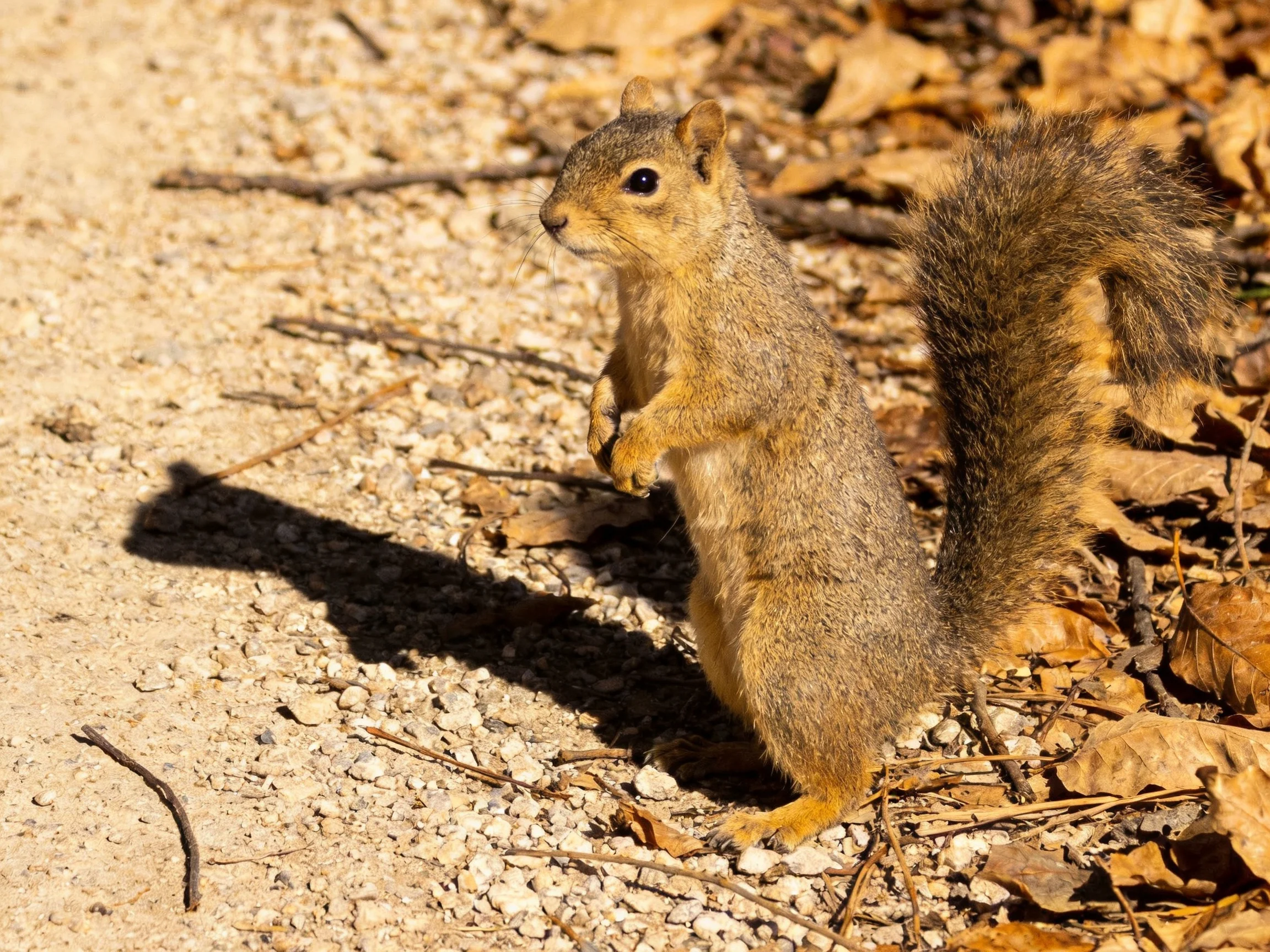 A brown squirrel stands on a gravel path amid dry autumn leaves