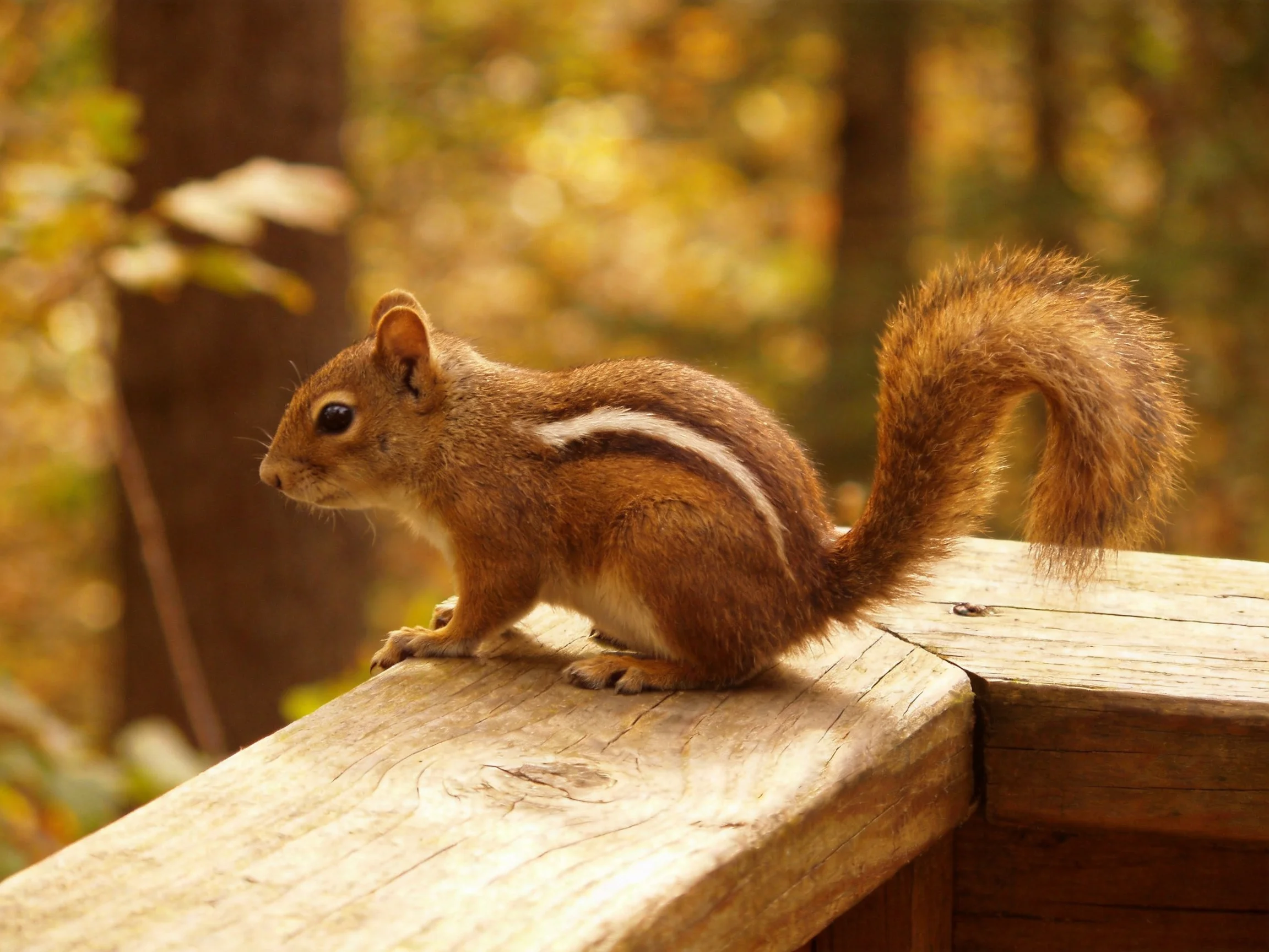 A brown squirrel with white stripes perched on a wooden railing