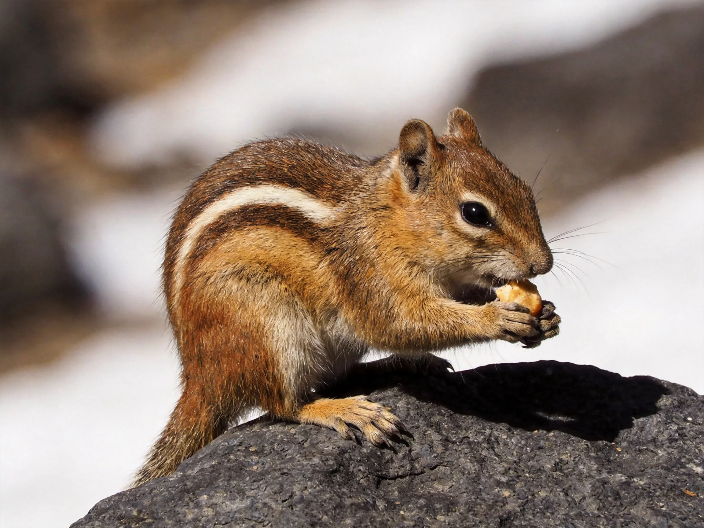 A brown-striped chipmunk eats food atop a dark gray rock near snowy terrain