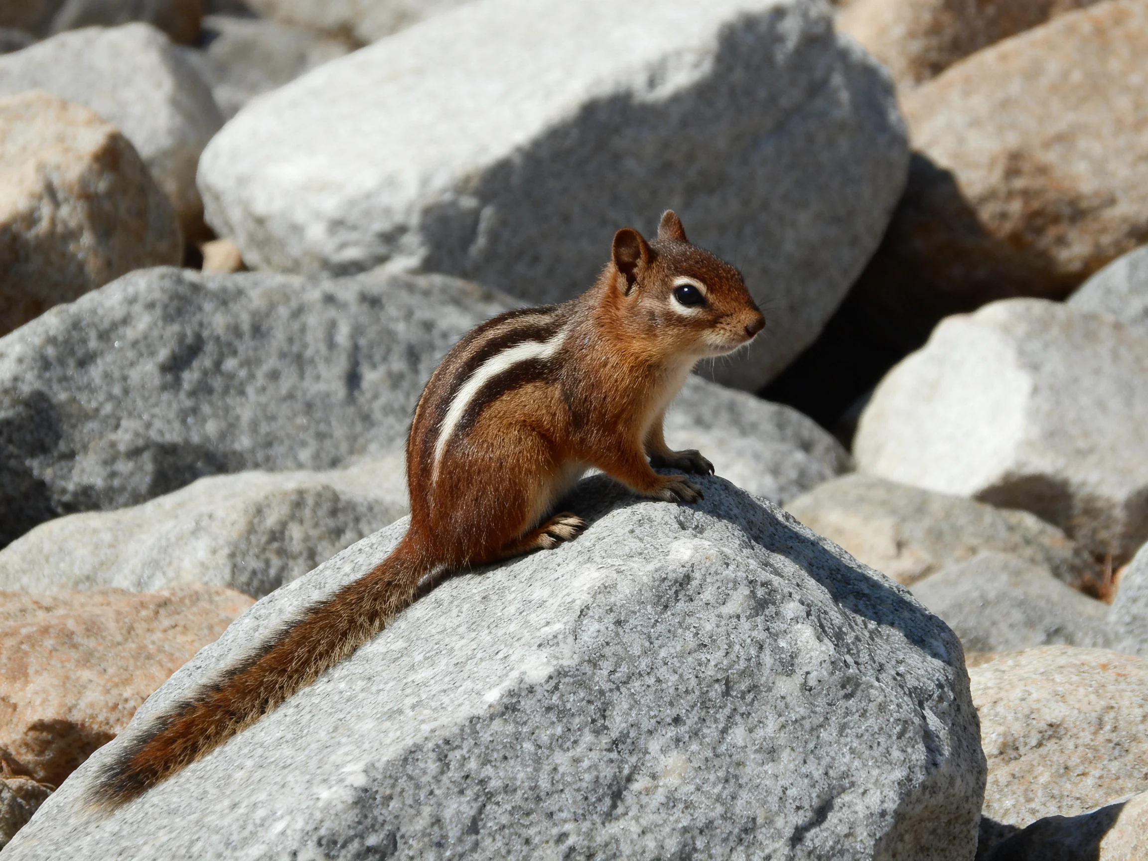 A brown-striped chipmunk perched among large gray rocks
