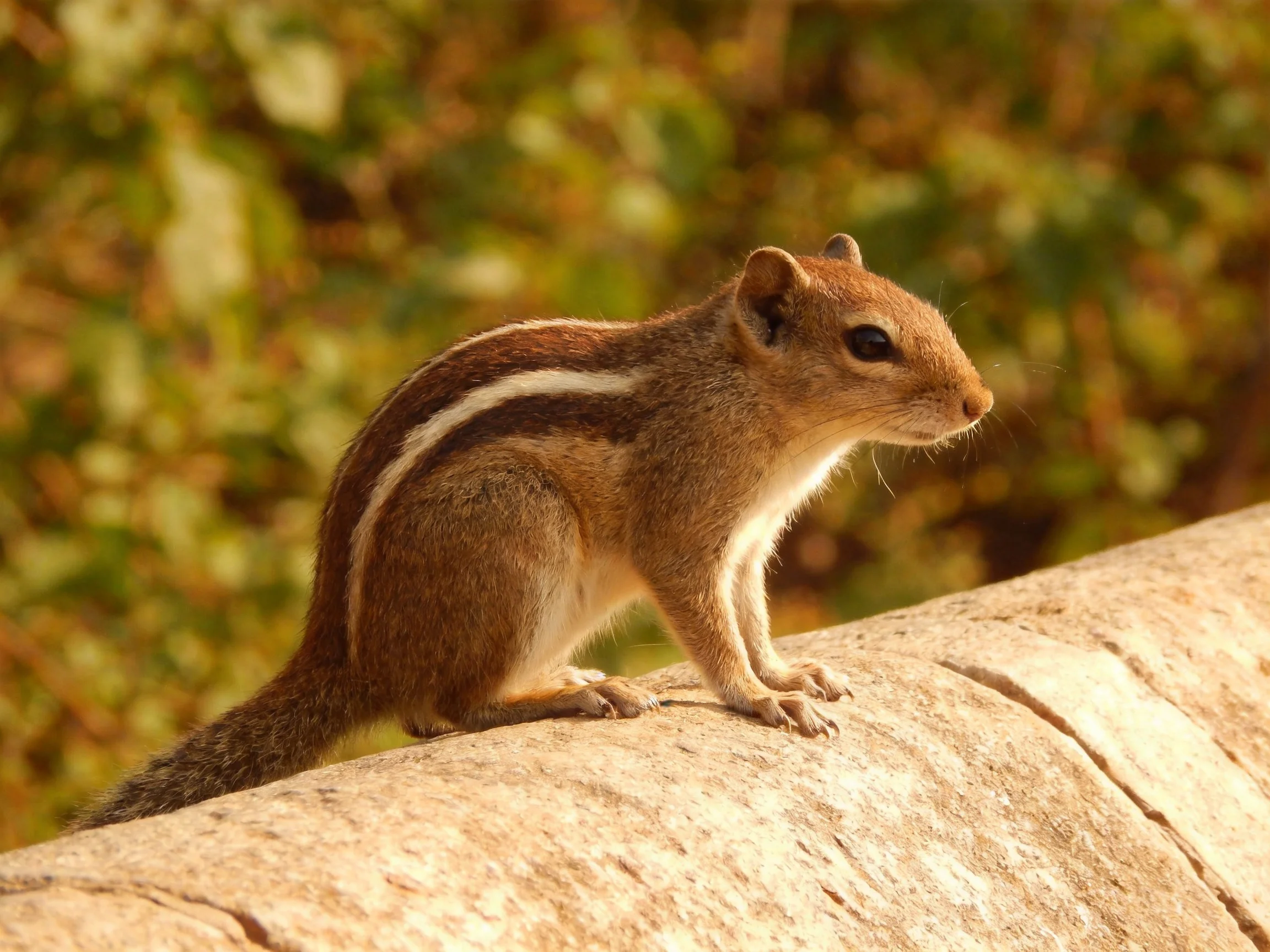 A brown-striped rodent perched on a stone structure