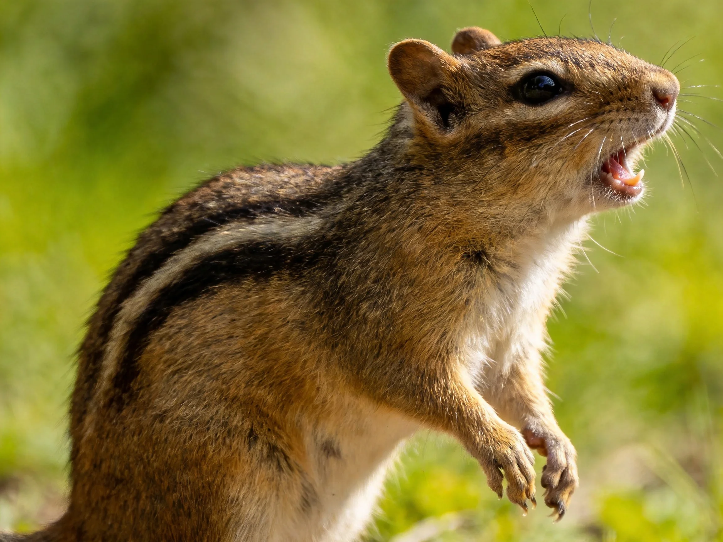 A brown-striped small mammal standing alert in a sunlit green landscape