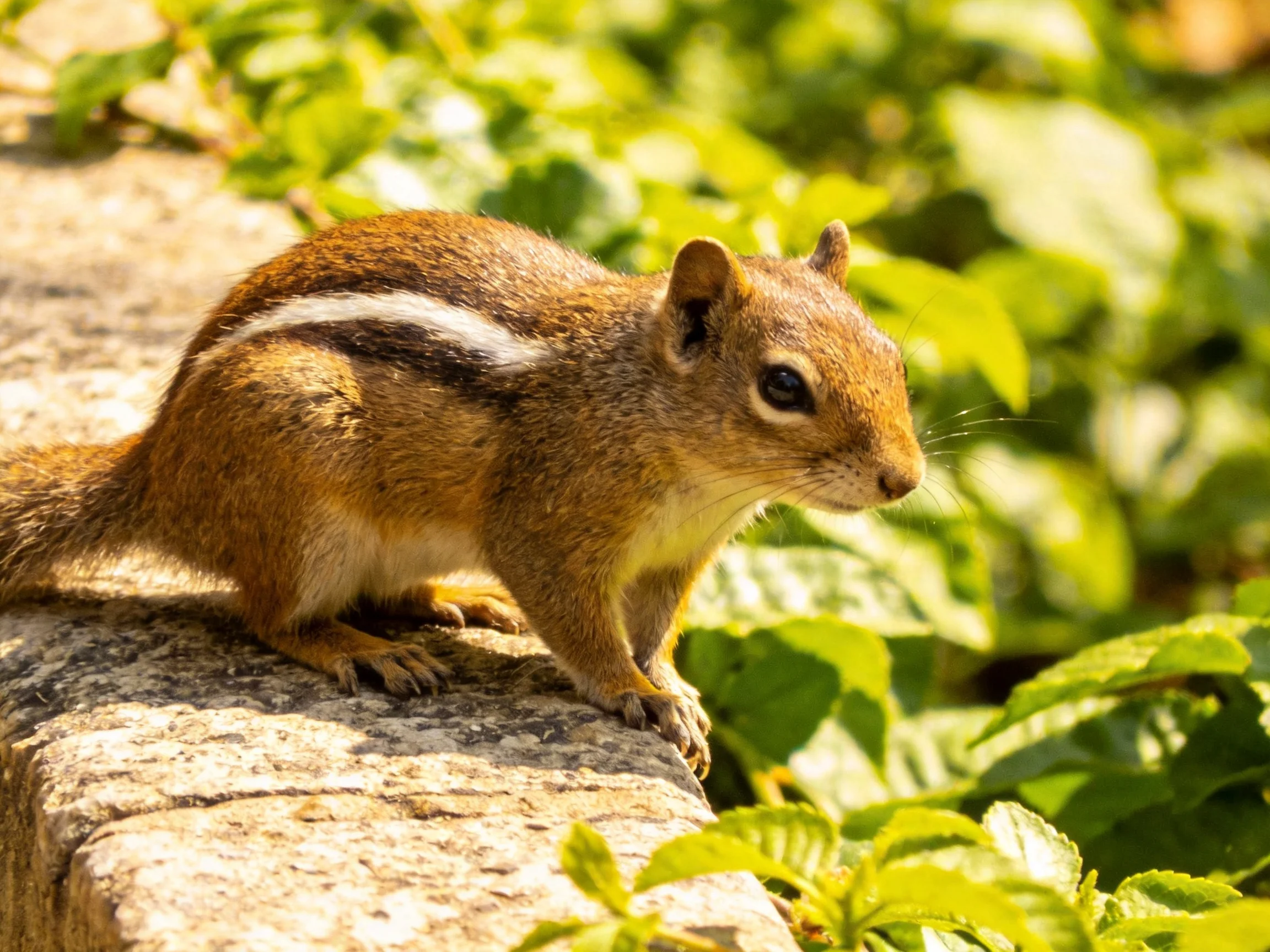 A brown-striped squirrel stands on a weathered stone ledge amid greenery.