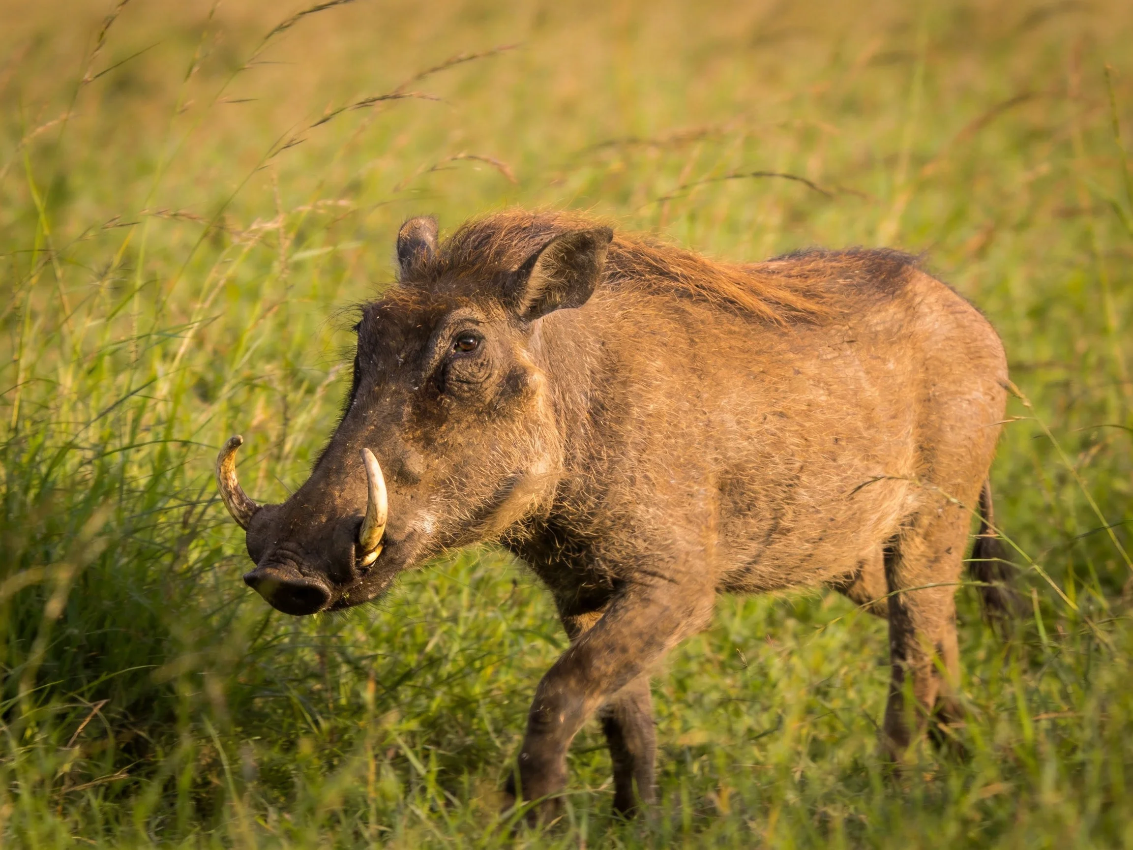 A brown warthog with curved tusks roams through tall green grass