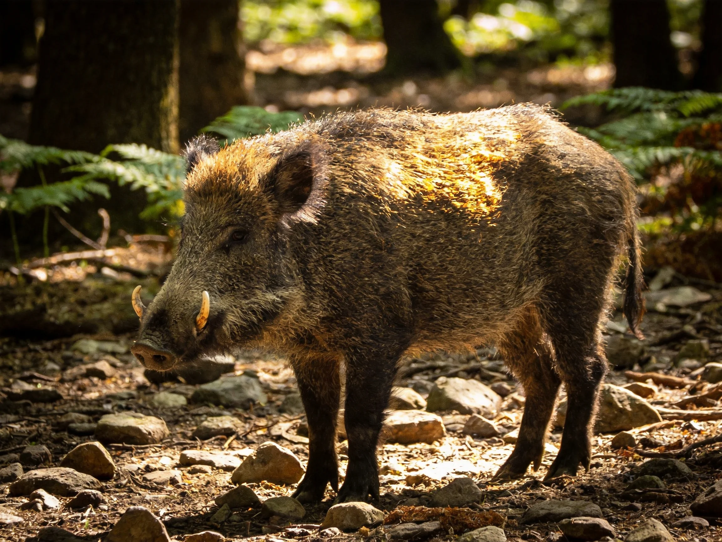A brown wild boar forages near rocks and ferns in a sun-dappled forest