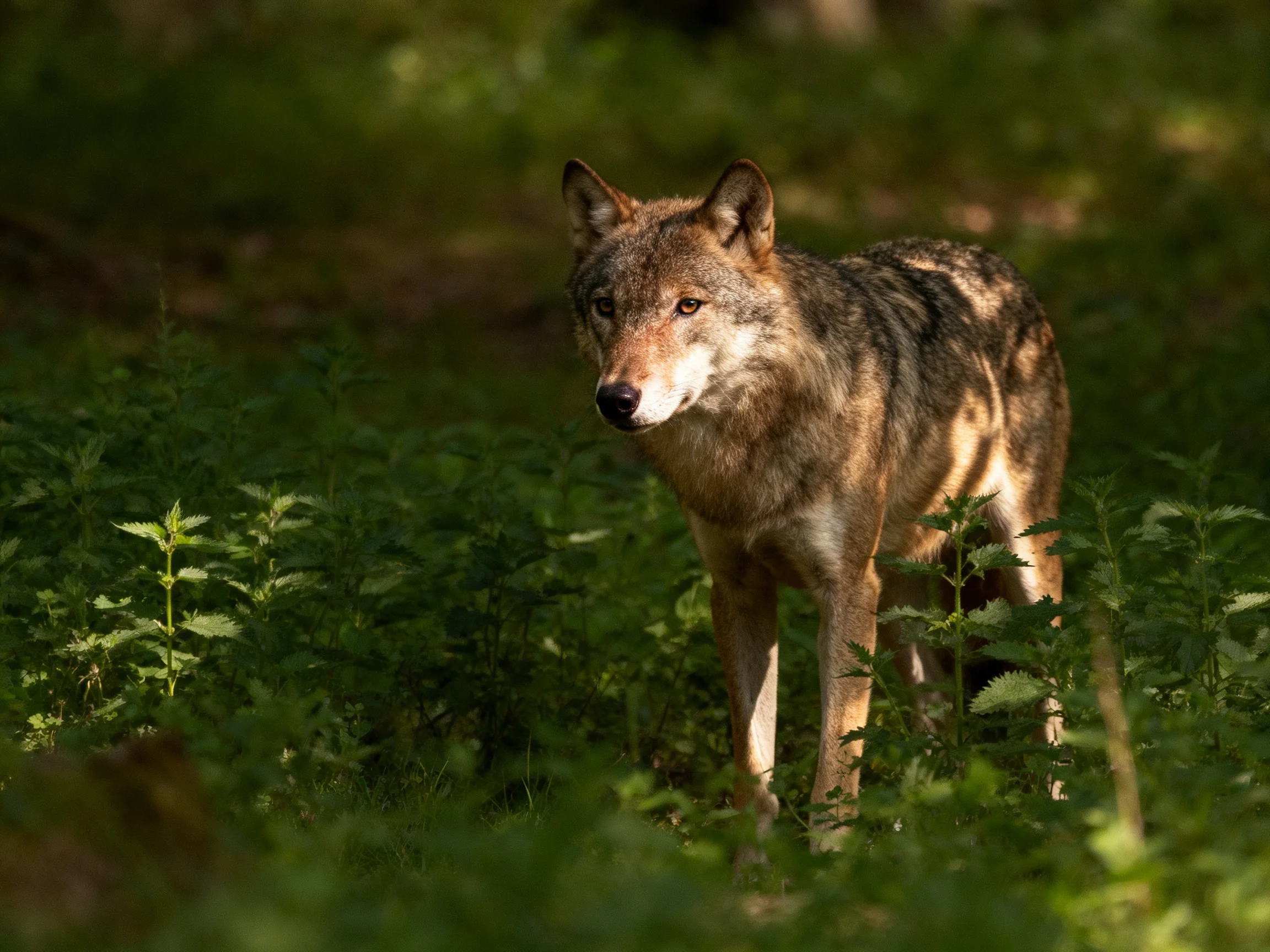 A brown wolf roams through dense green vegetation in a sunlit forest