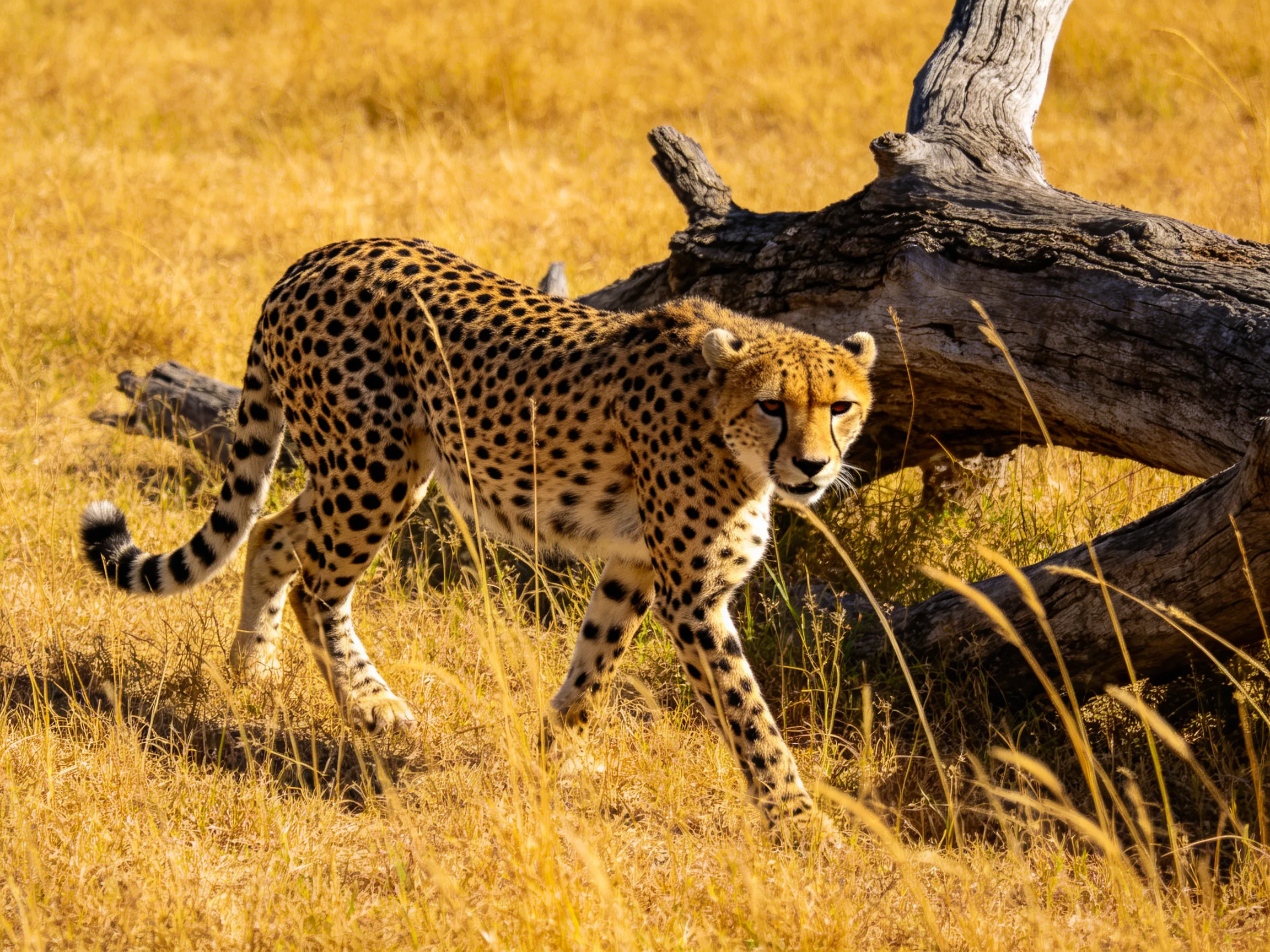 A cheetah with black spots walks through golden savannah near a weathered log