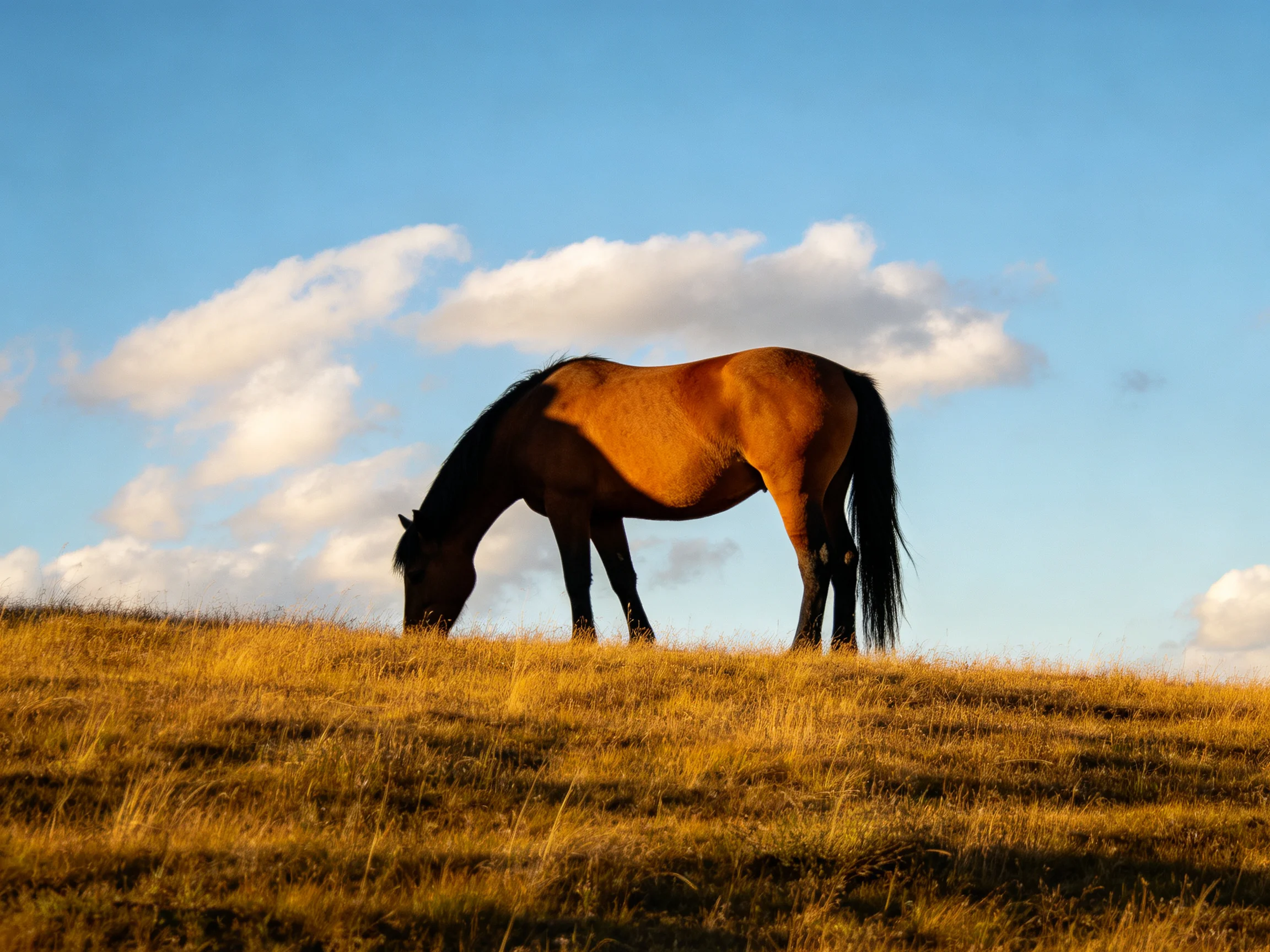 A chestnut horse grazes on a golden hillside under a clear blue sky.