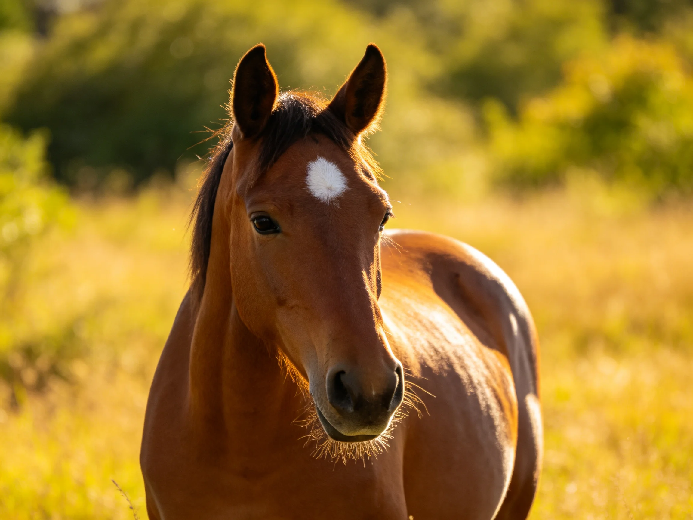 A chestnut horse with a white blaze stands in a sunlit meadow.