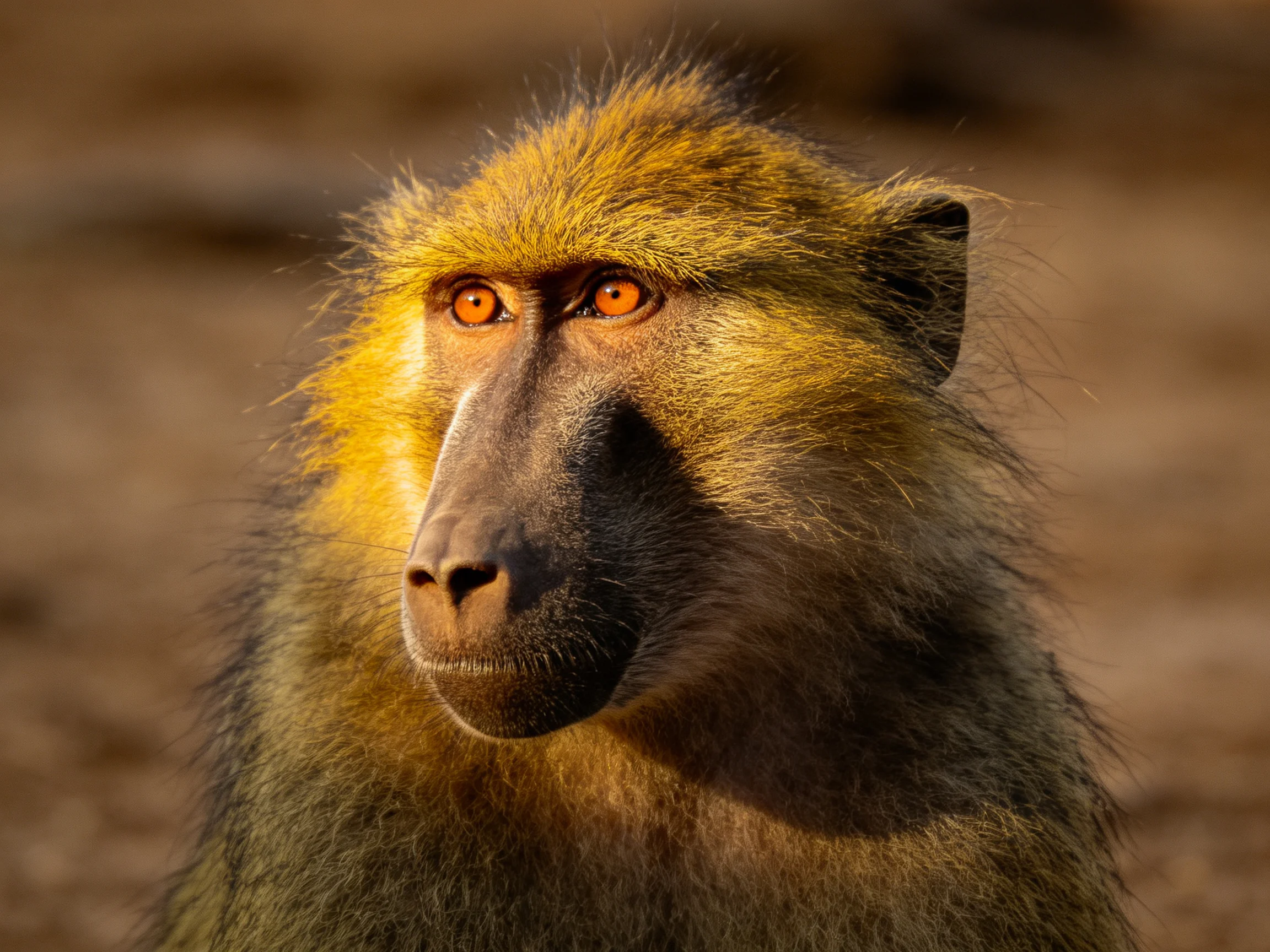A close - up of a baboon with golden fur and bright orange eyes