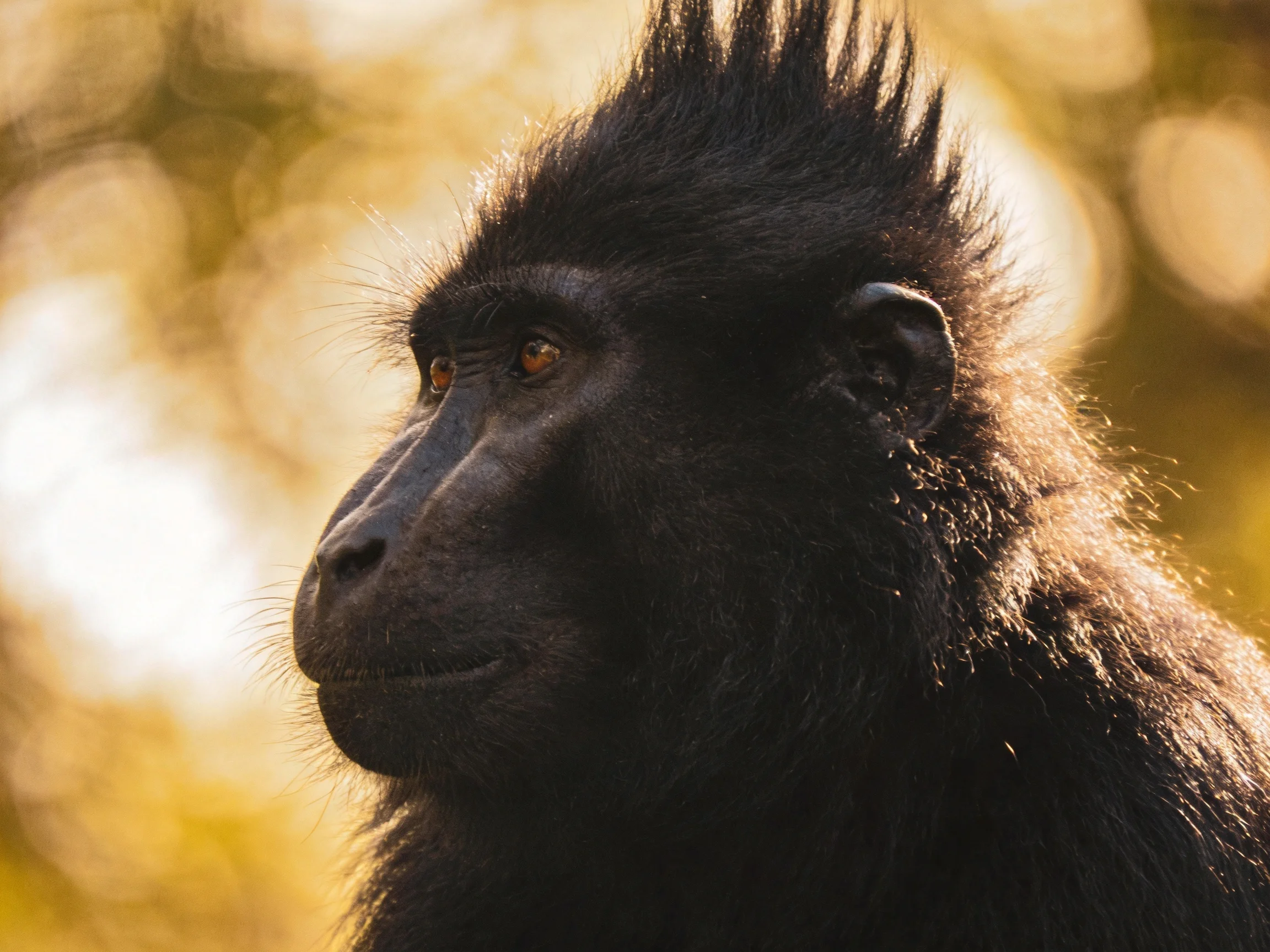 A black crested macaque gazes contemplatively amid a sunlit forest backdrop.