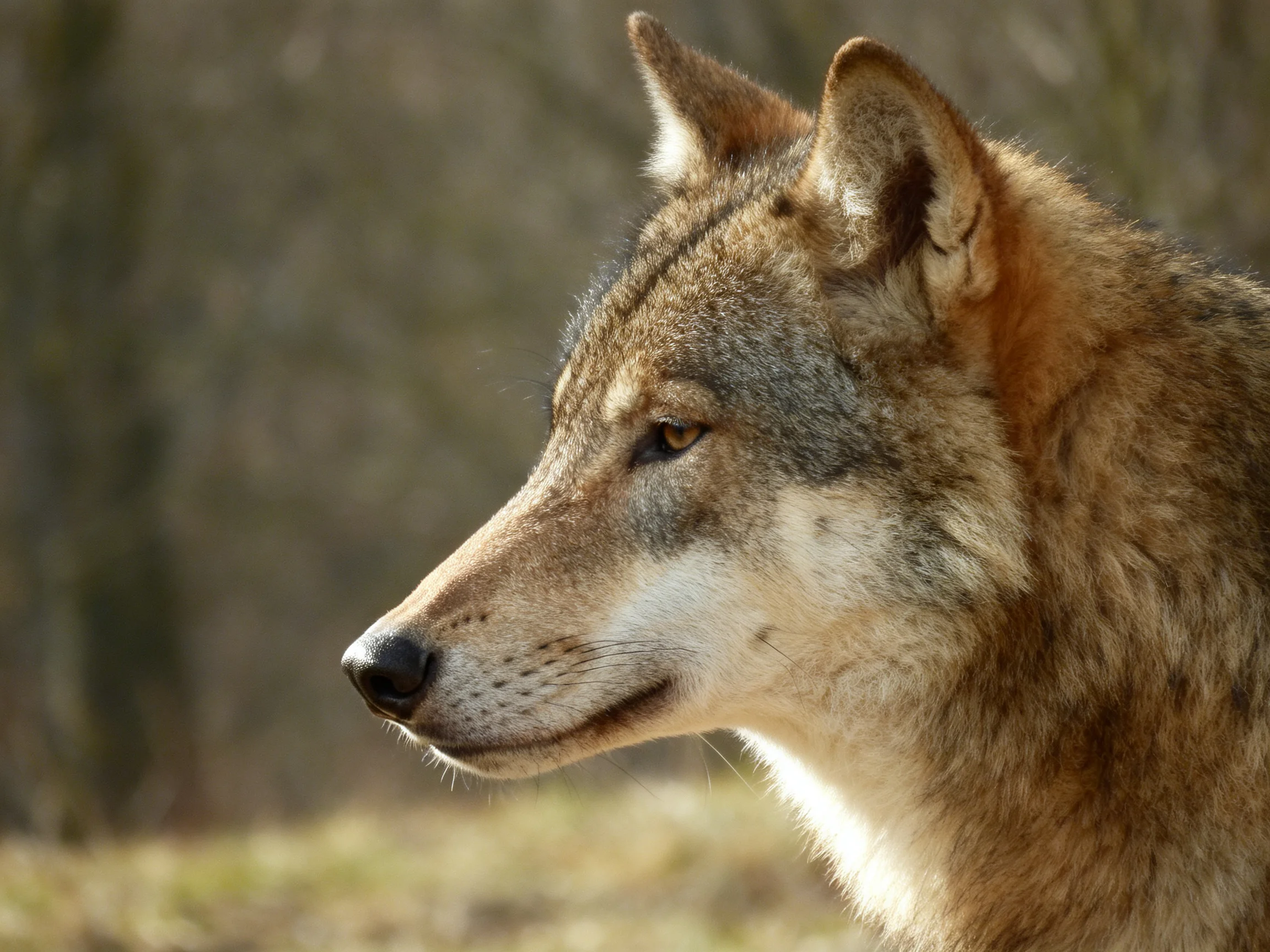 A close - up of a brown and gray wolf in a natural setting