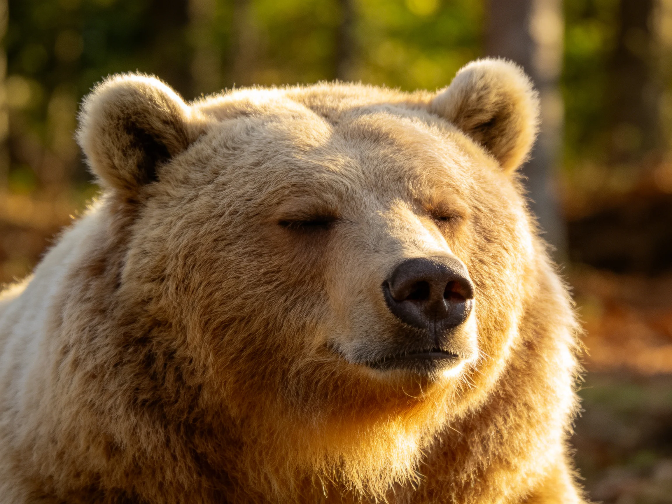 A close - up of a brown bear with golden fur in a sunlit forest