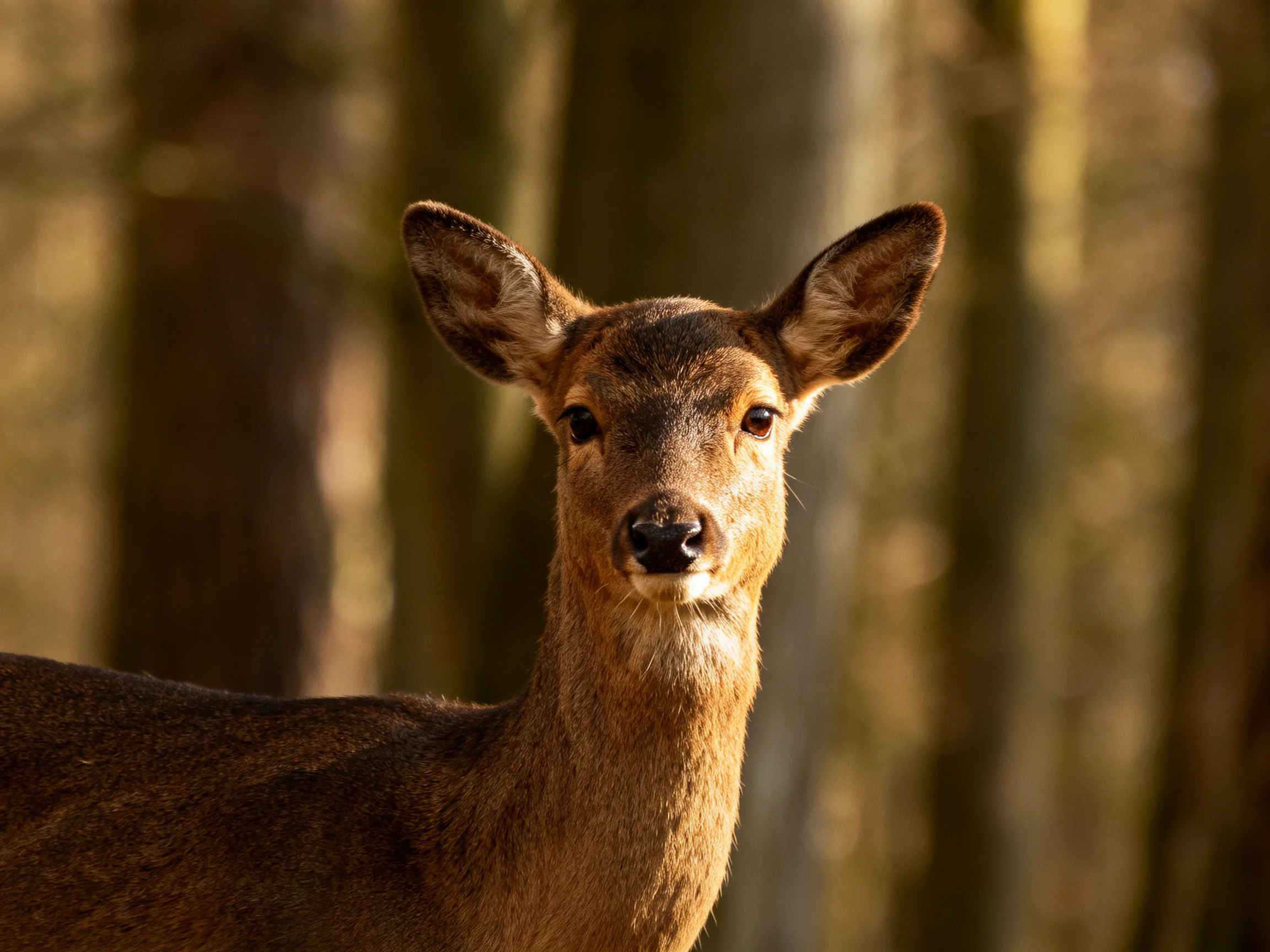 A brown deer is photographed up close in a sunlit forest.