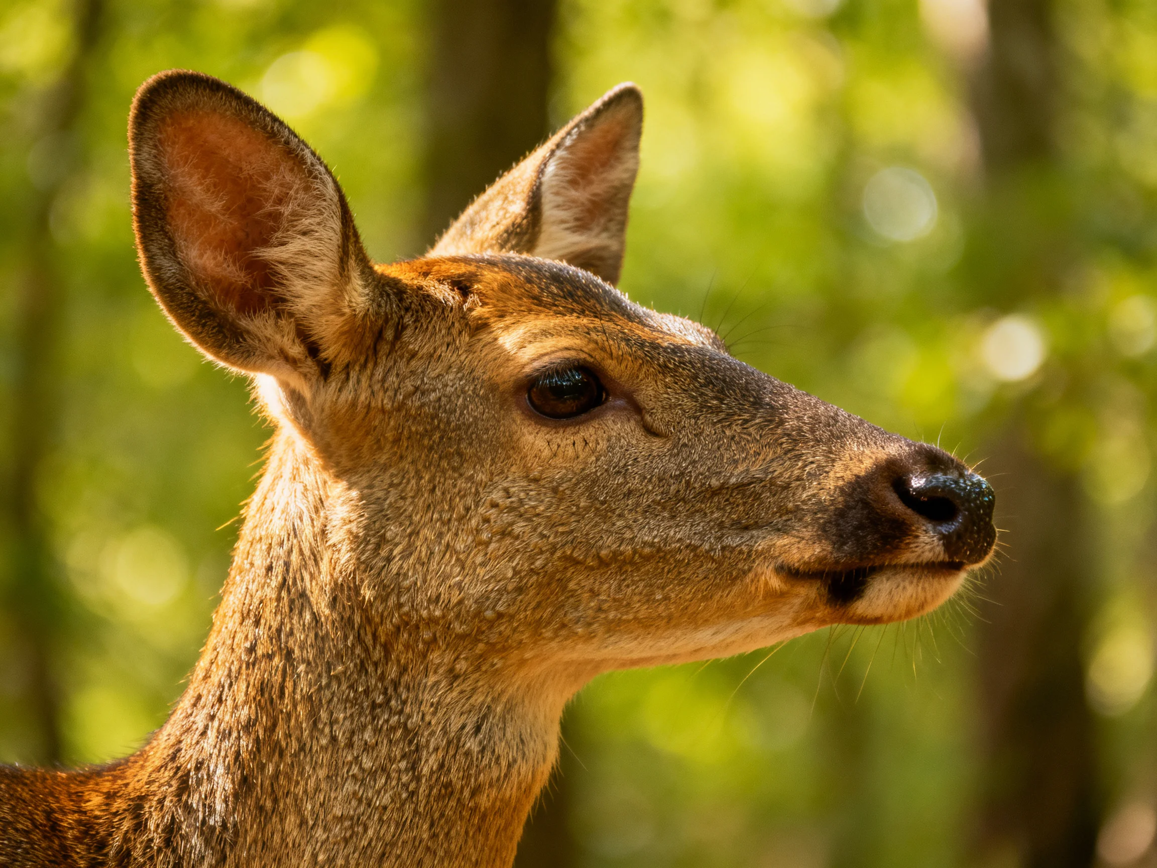 A brown deer is shown up close with a sunlit green forest in the background.