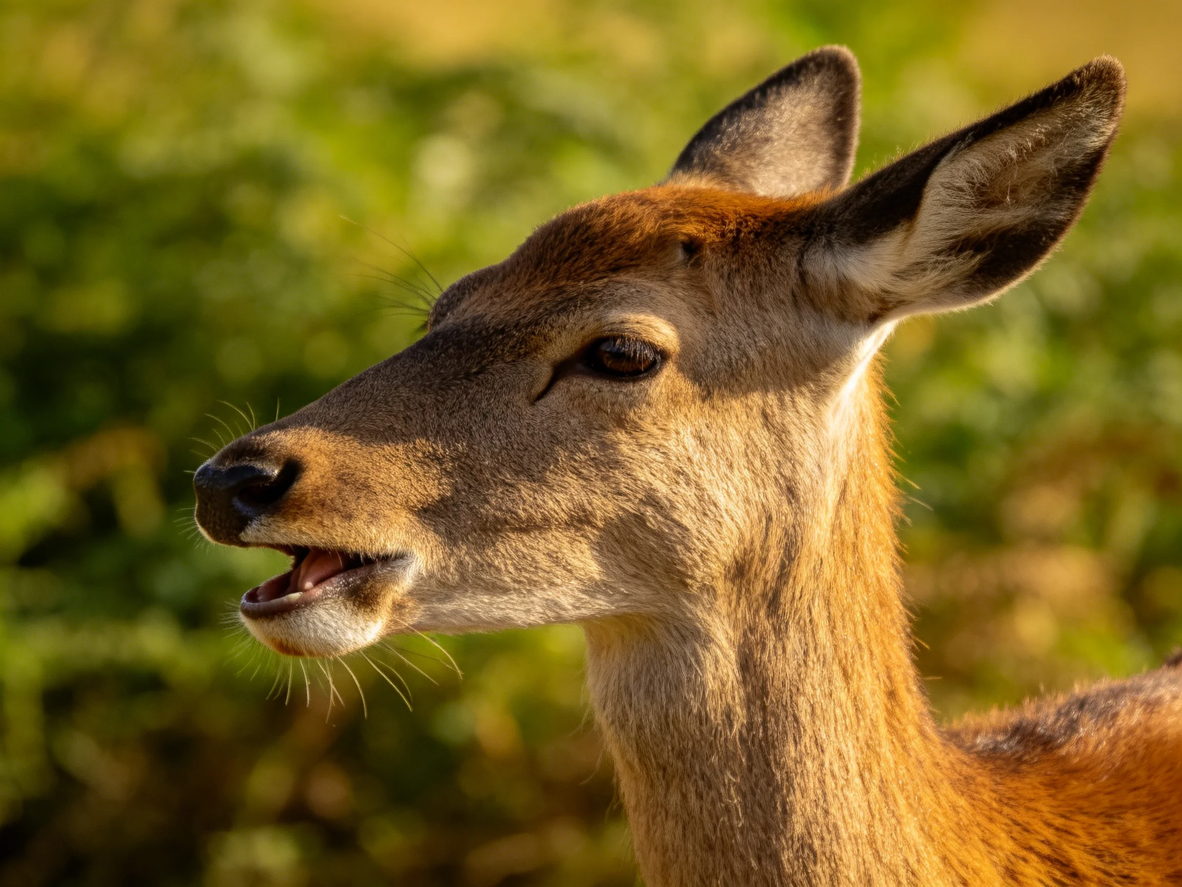 A brown deer is shown in a close - up with greenery behind it.