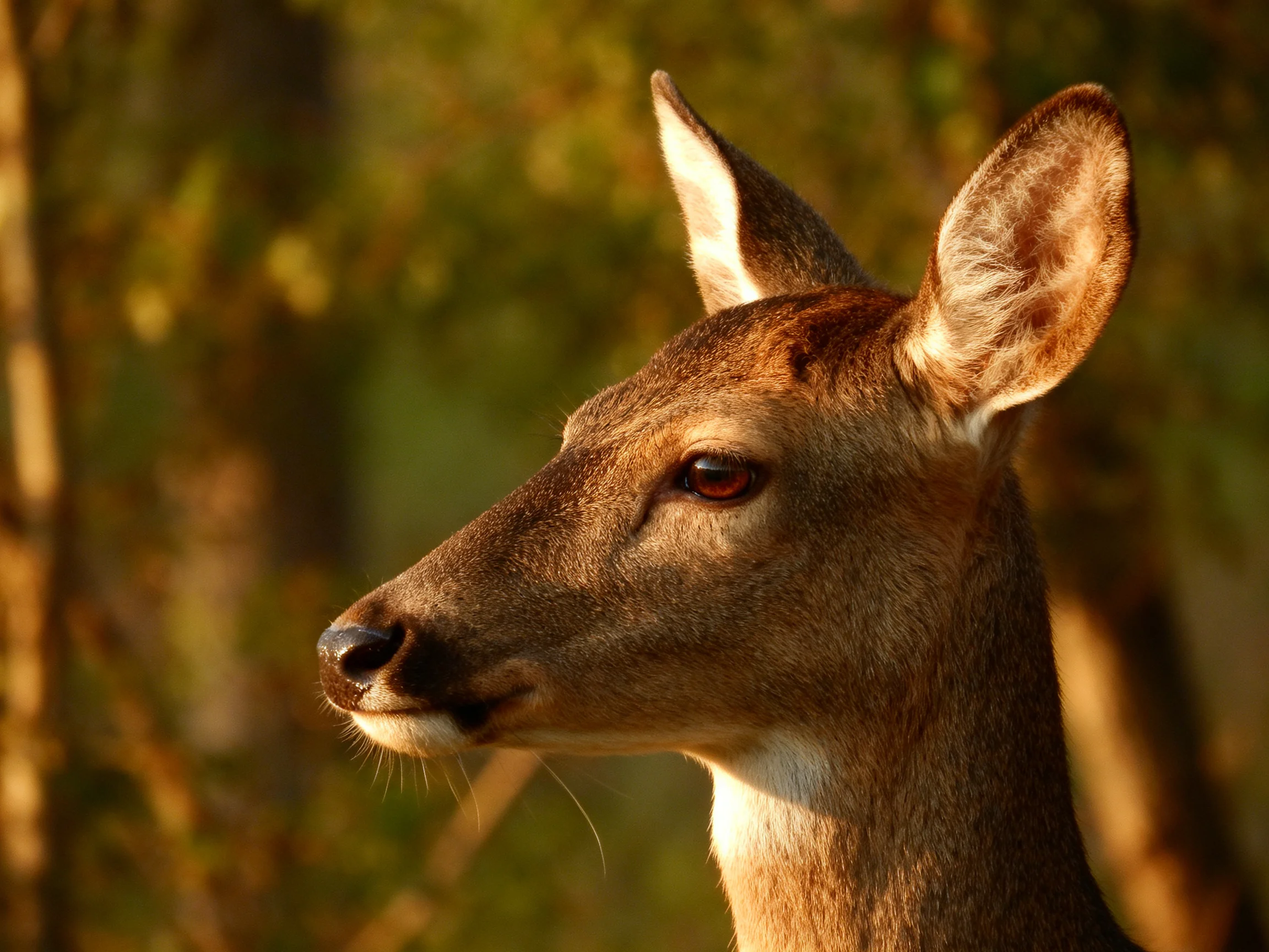 A close - up of a brown deer with pointed ears in a sunlit forest