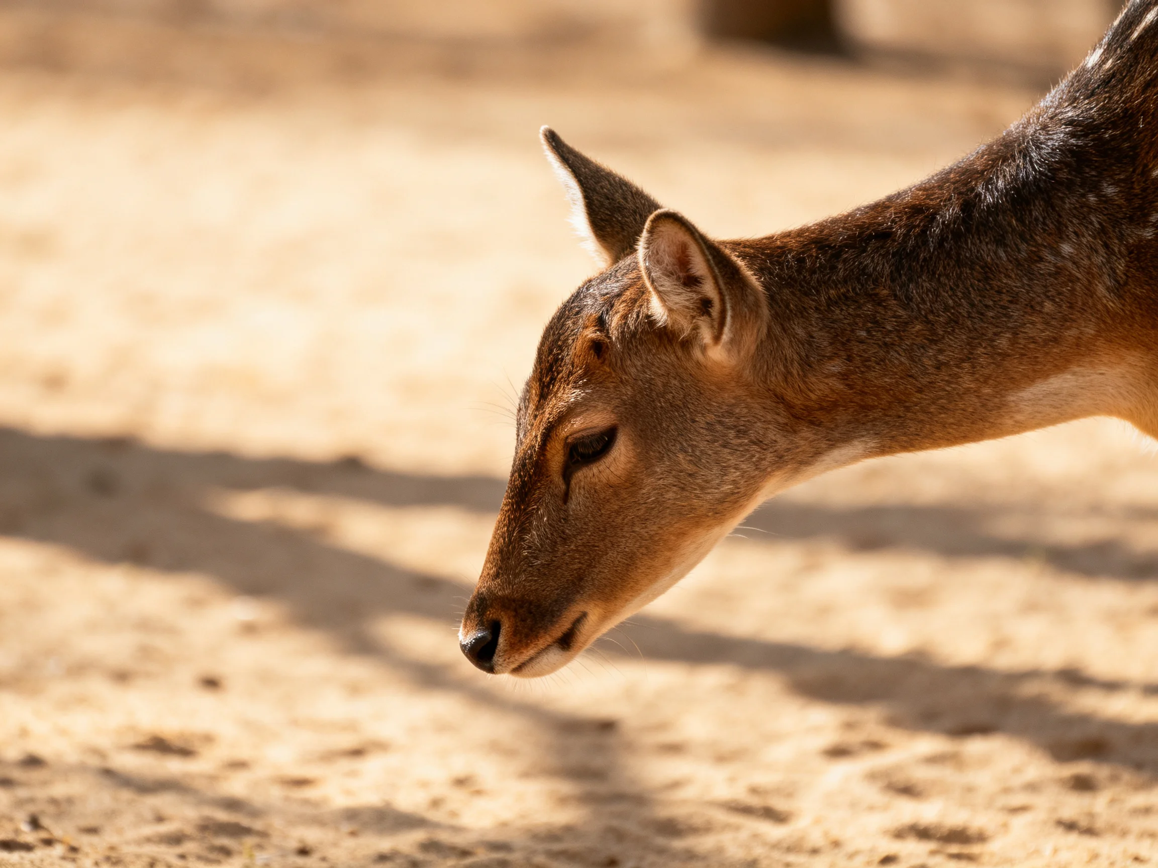 A brown deer with spotted markings is shown on sandy ground under bright sunlight.