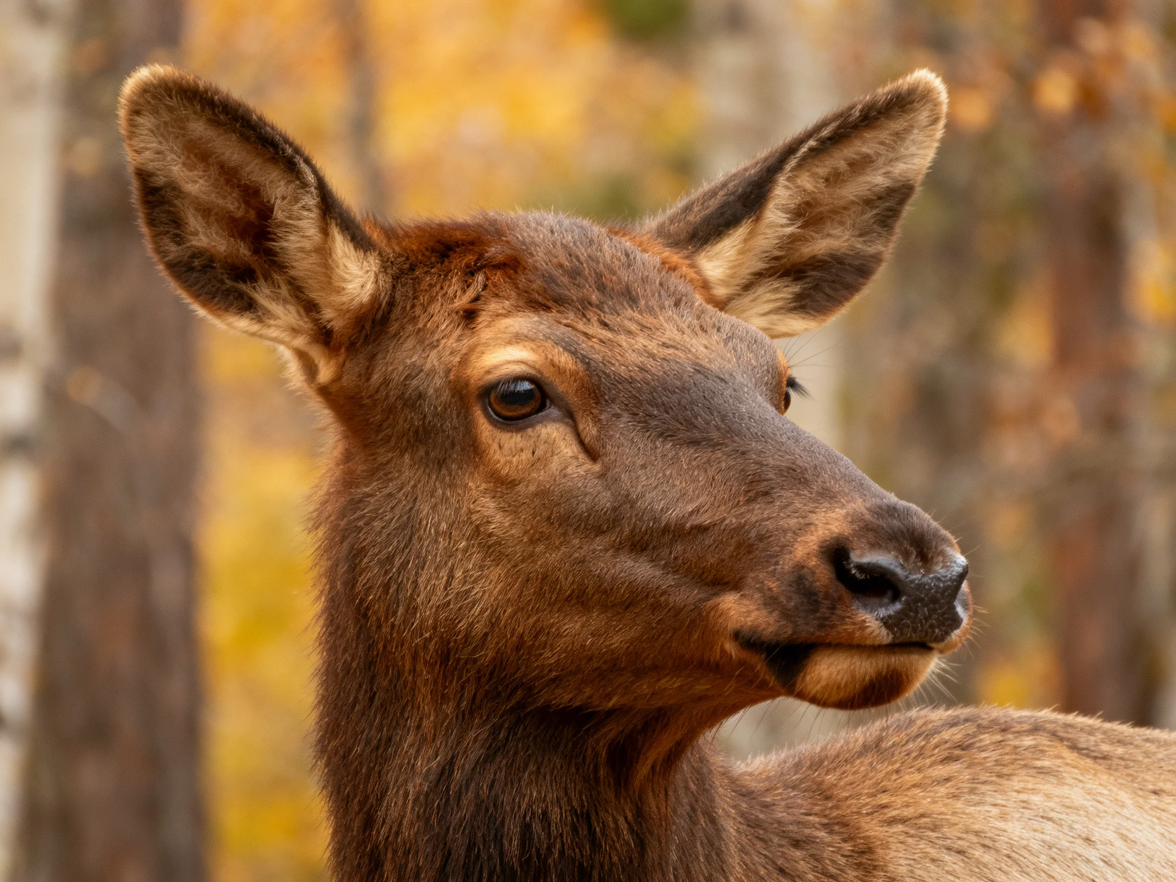 A close - up of a brown elk amidst autumnal trees