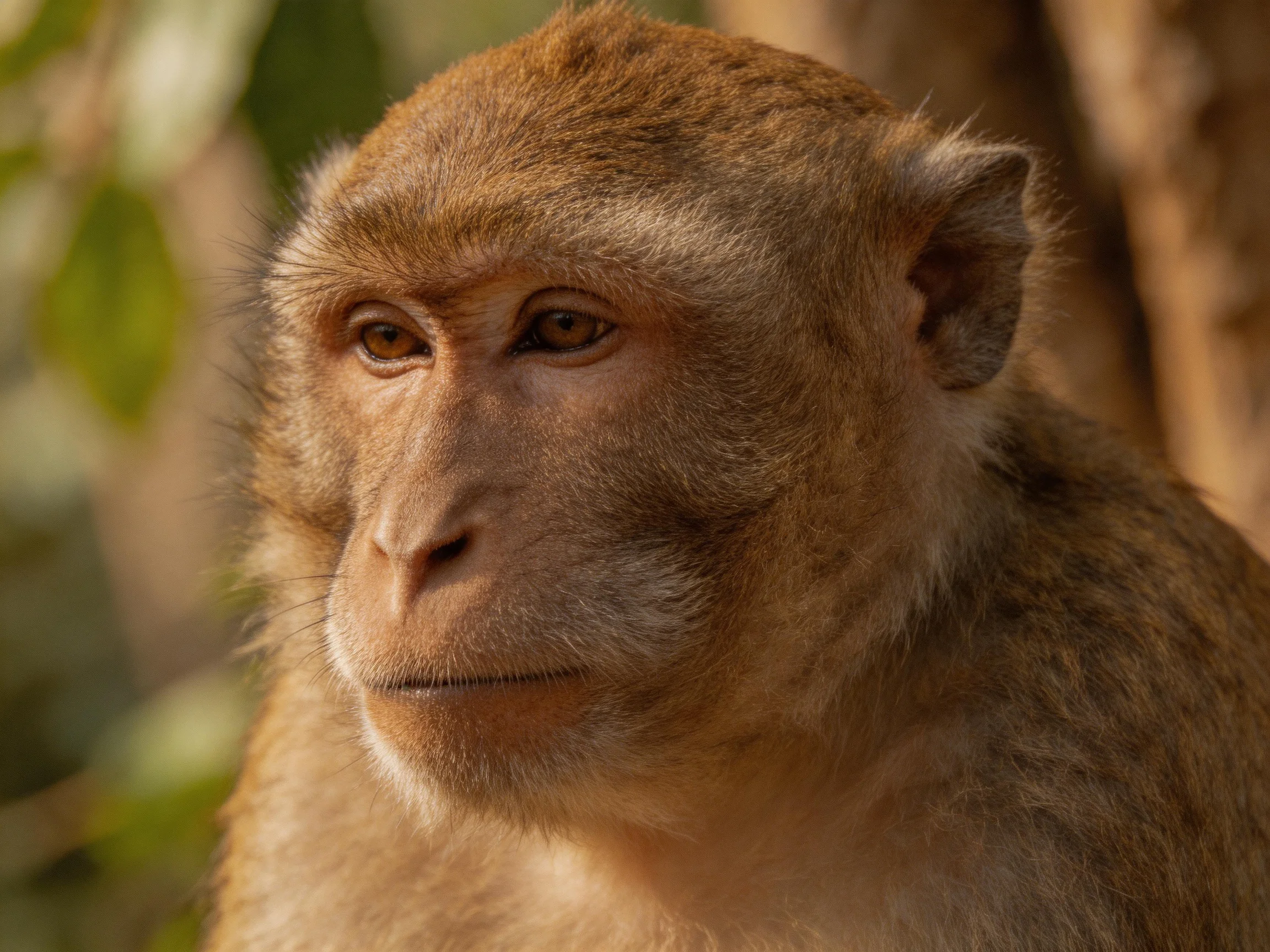 A close - up of a brown monkey with earthy tones in a forested environment