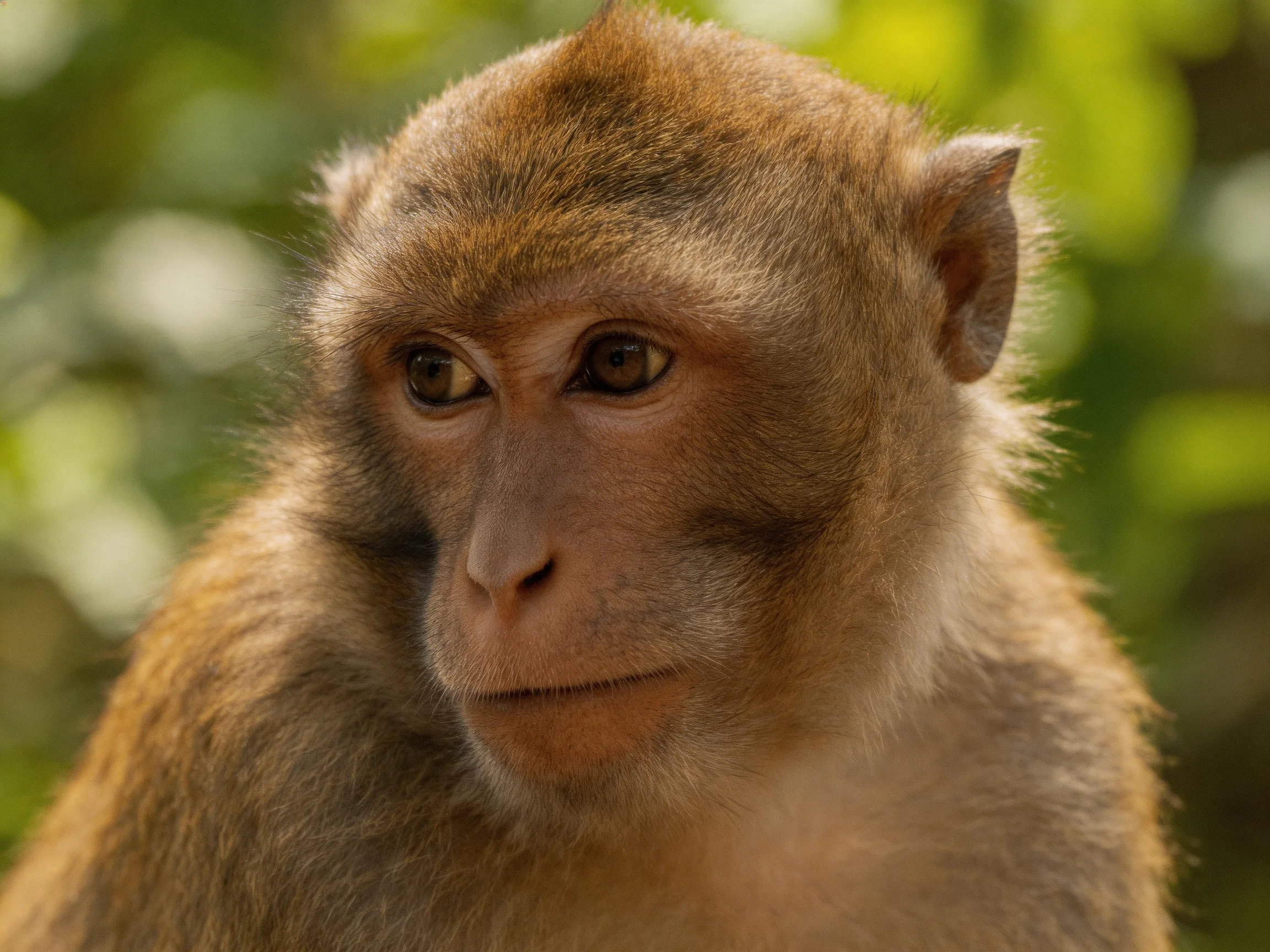 A close - up of a brown monkey with a calm expression amid greenery
