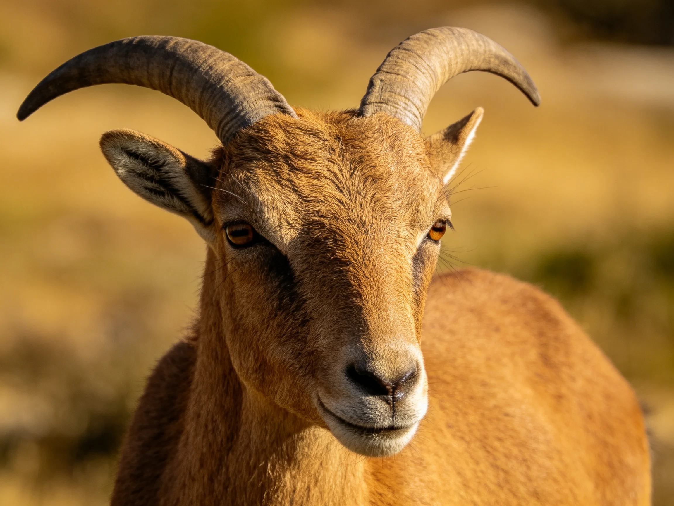 A brown mountain goat with curved horns is shown up close in a sunlit environment.