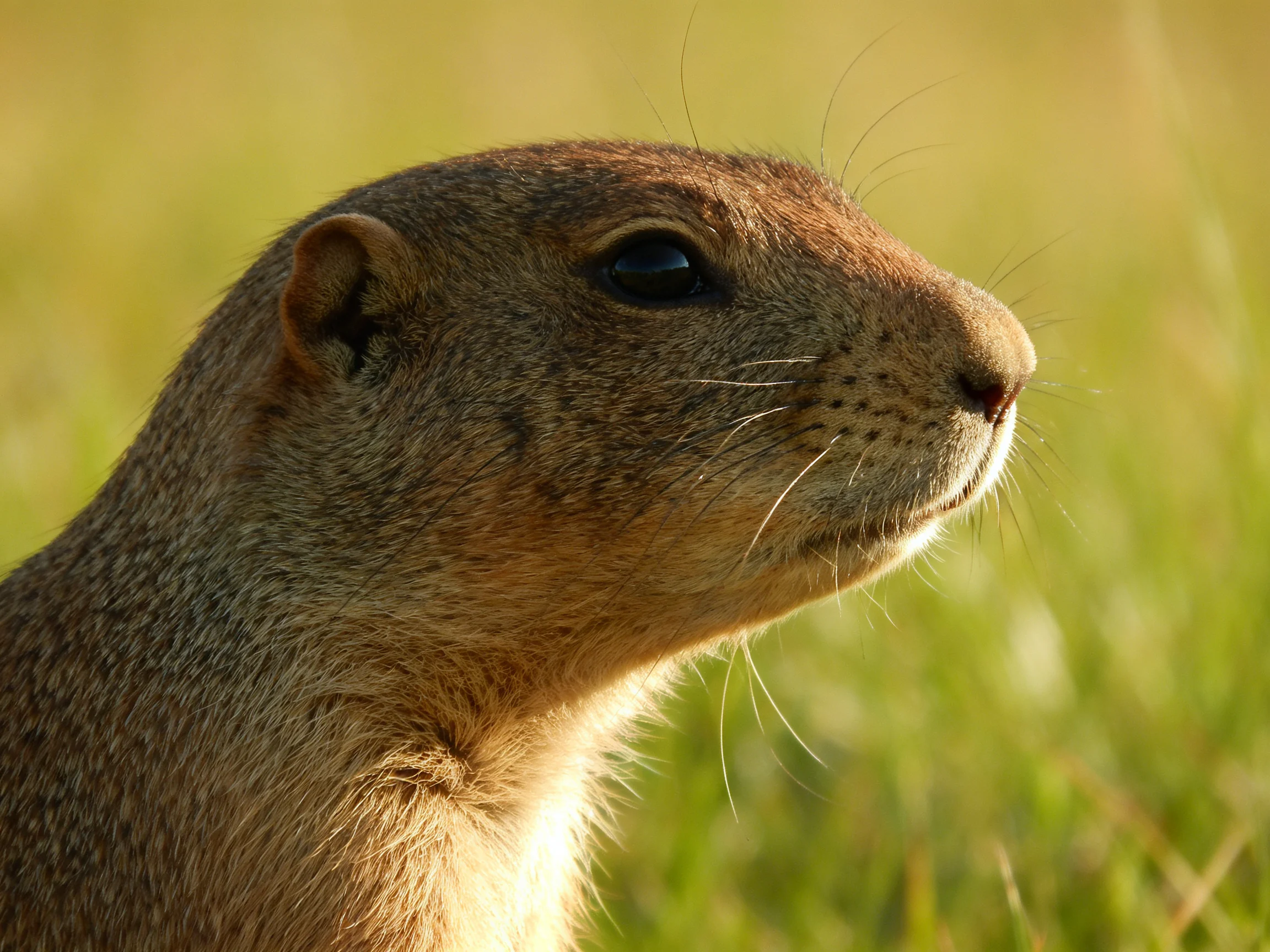 A close-up of a brown prairie dog with blurred green surroundings
