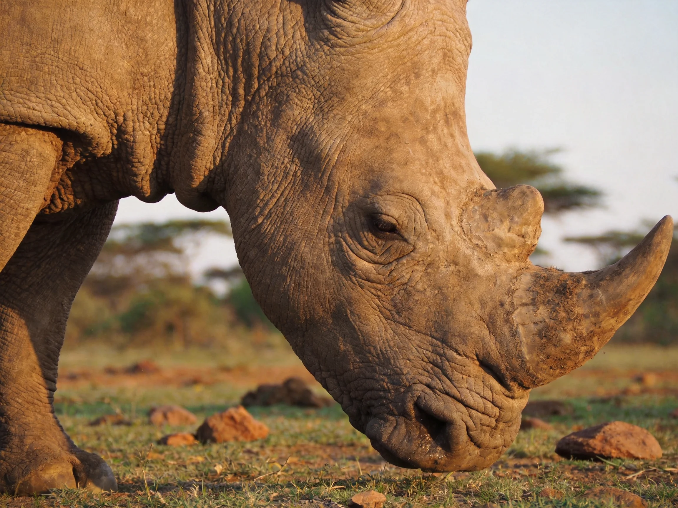 A close-up of a brown rhinoceros in a savannah landscape