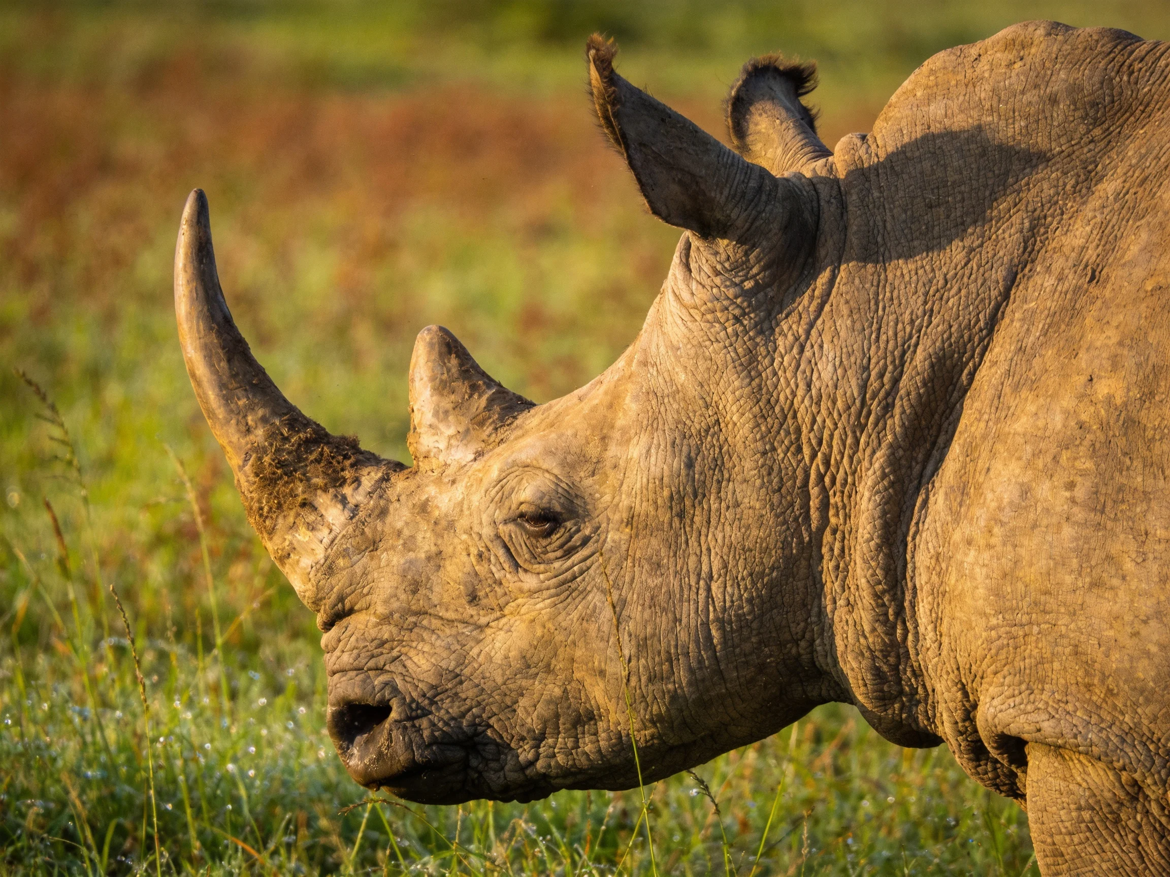 A close - up of a brown rhinoceros in a sunlit grassy field