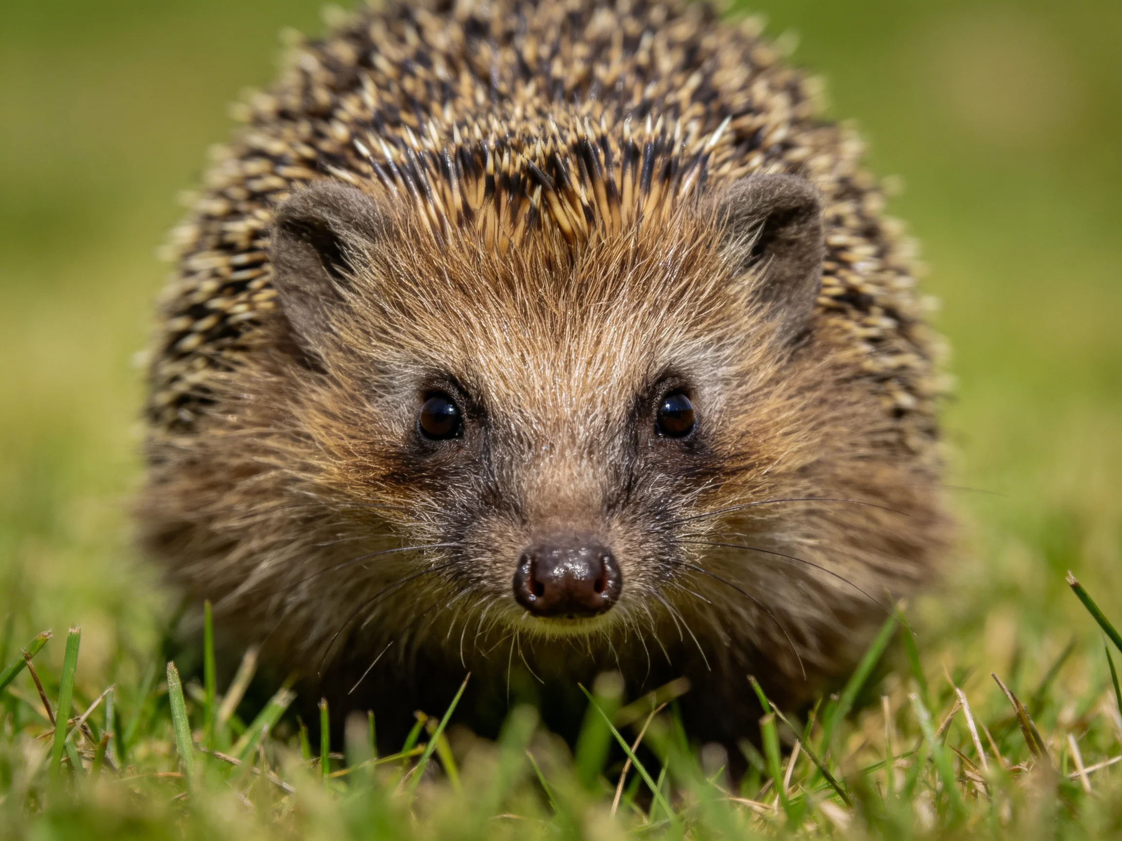 A close-up of a brown-spined hedgehog on vibrant green grass