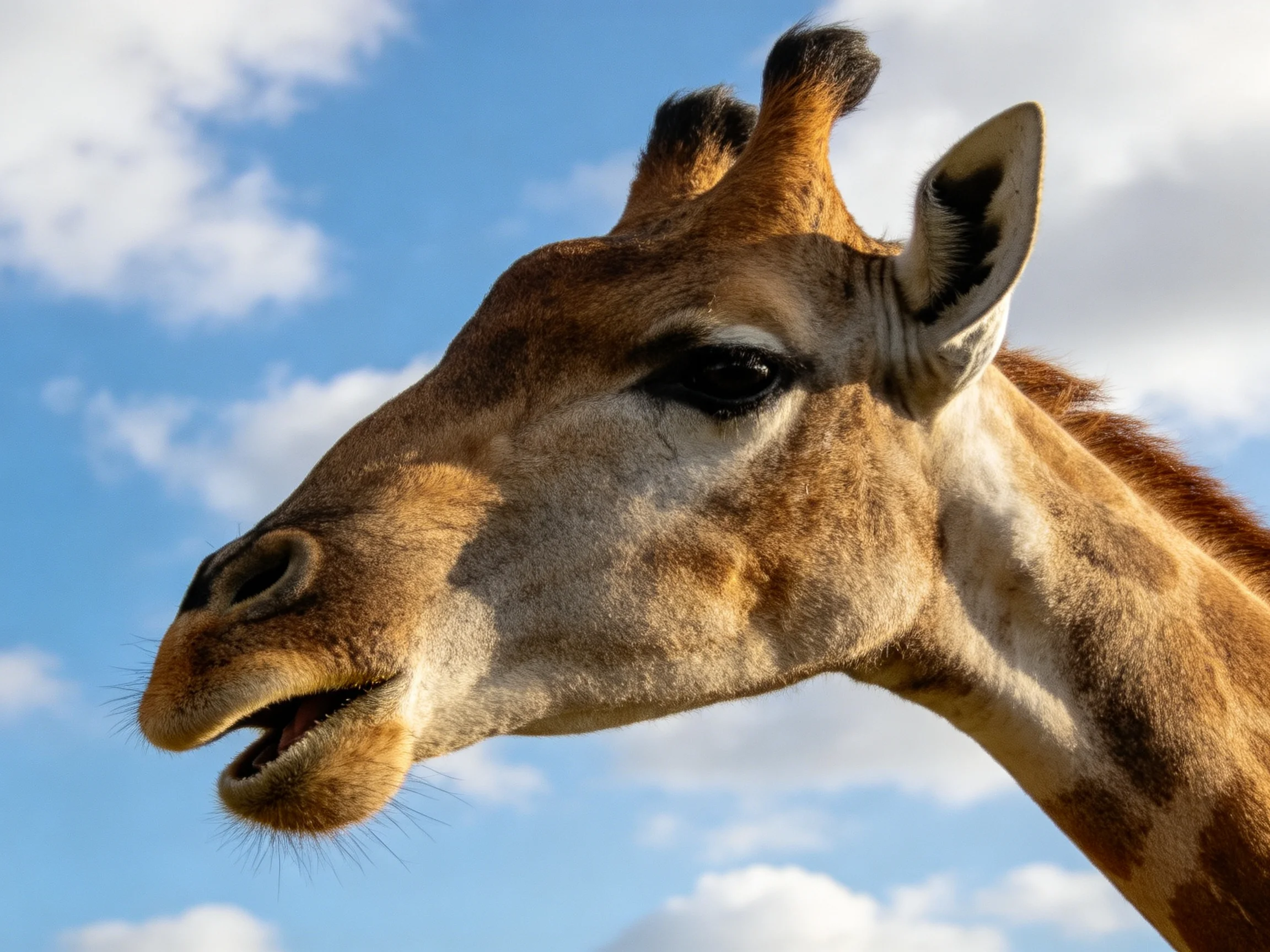 A close-up of a brown-spotted giraffe with a bright blue sky backdrop