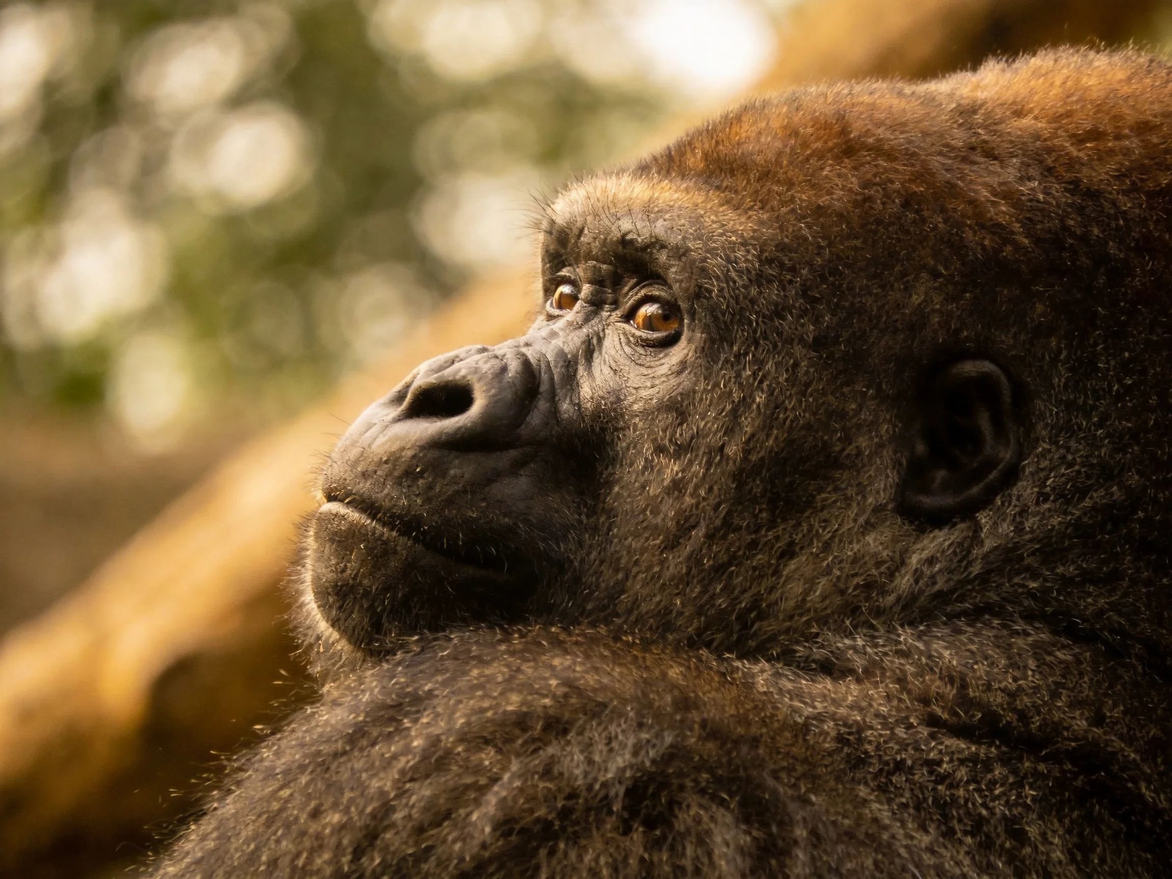 A close - up of a dark brown gorilla with thick fur