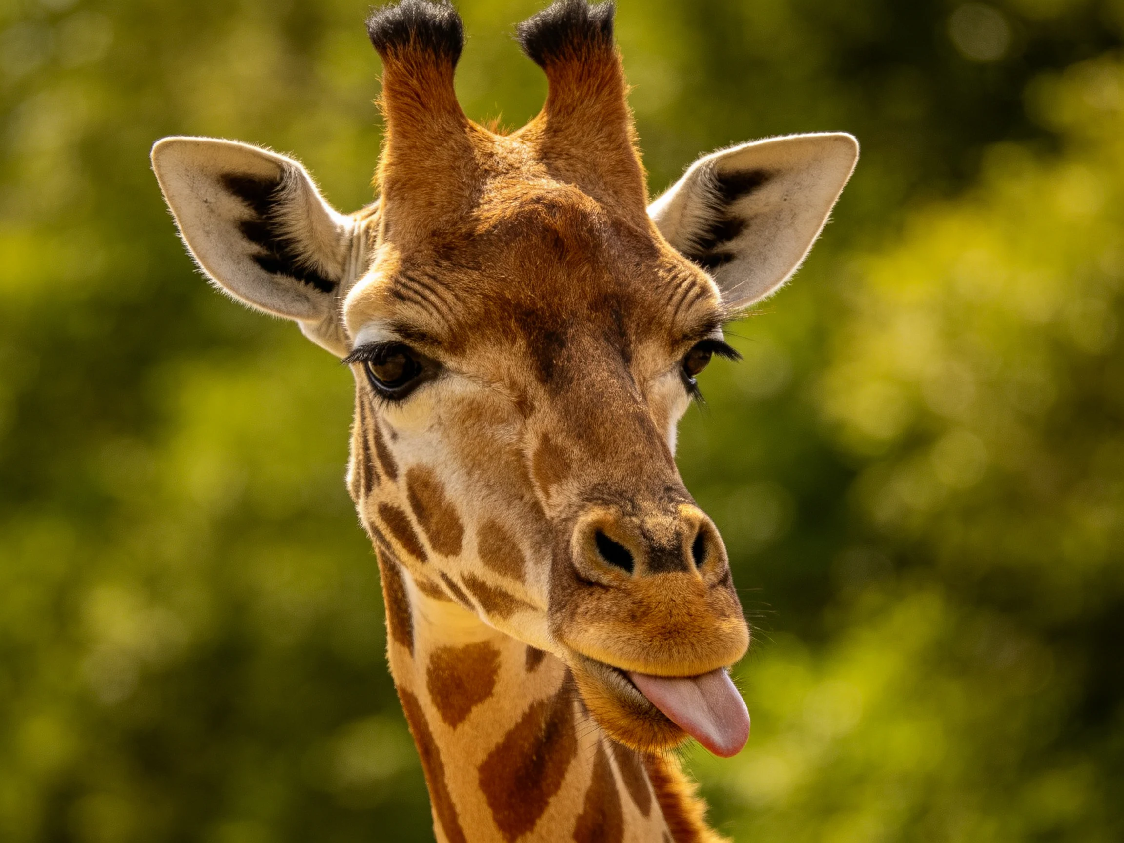 A close - up of a giraffe sticking its tongue amid green foliage