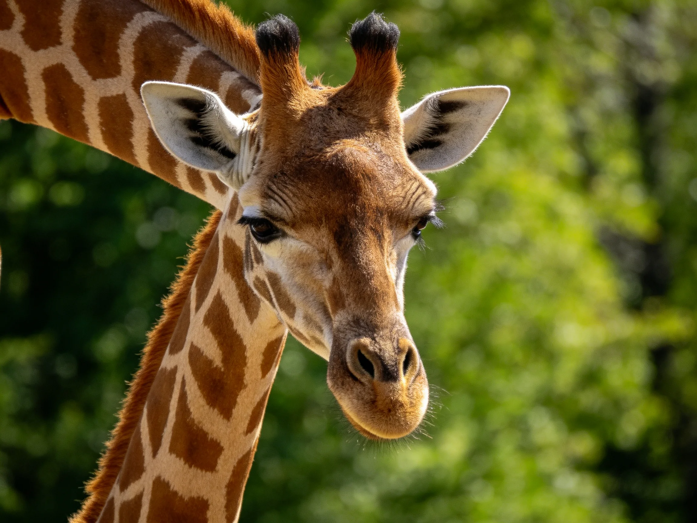 A giraffe with brown and tan patterned patches stands near green foliage.
