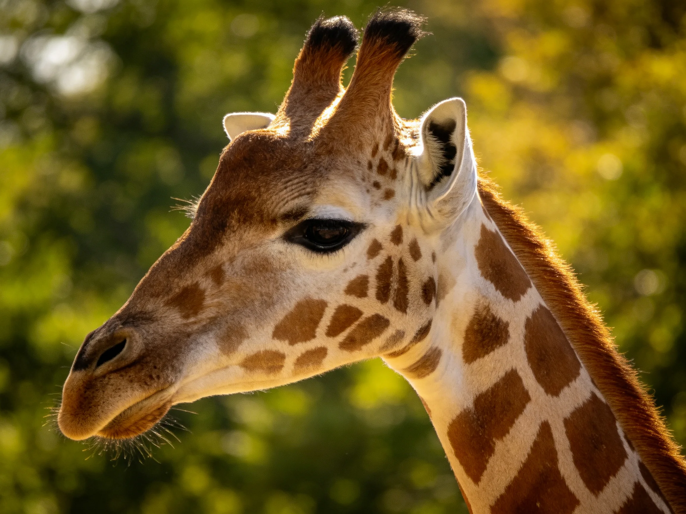 A close - up of a giraffe with brown and white patches near green foliage