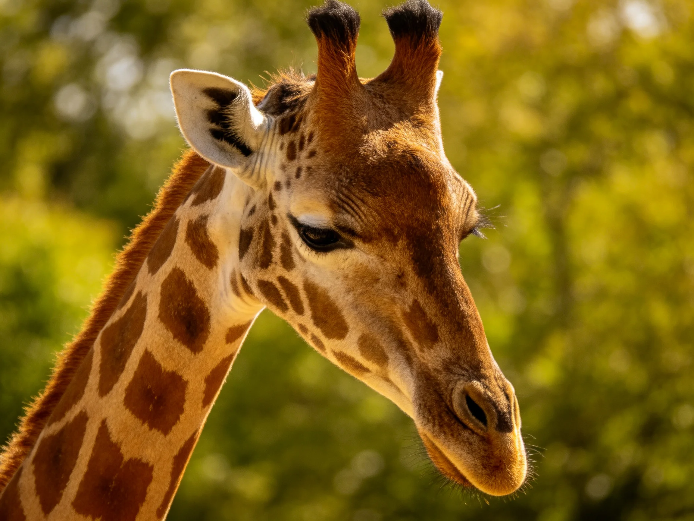 A close - up of a giraffe with brown patches and tan fur