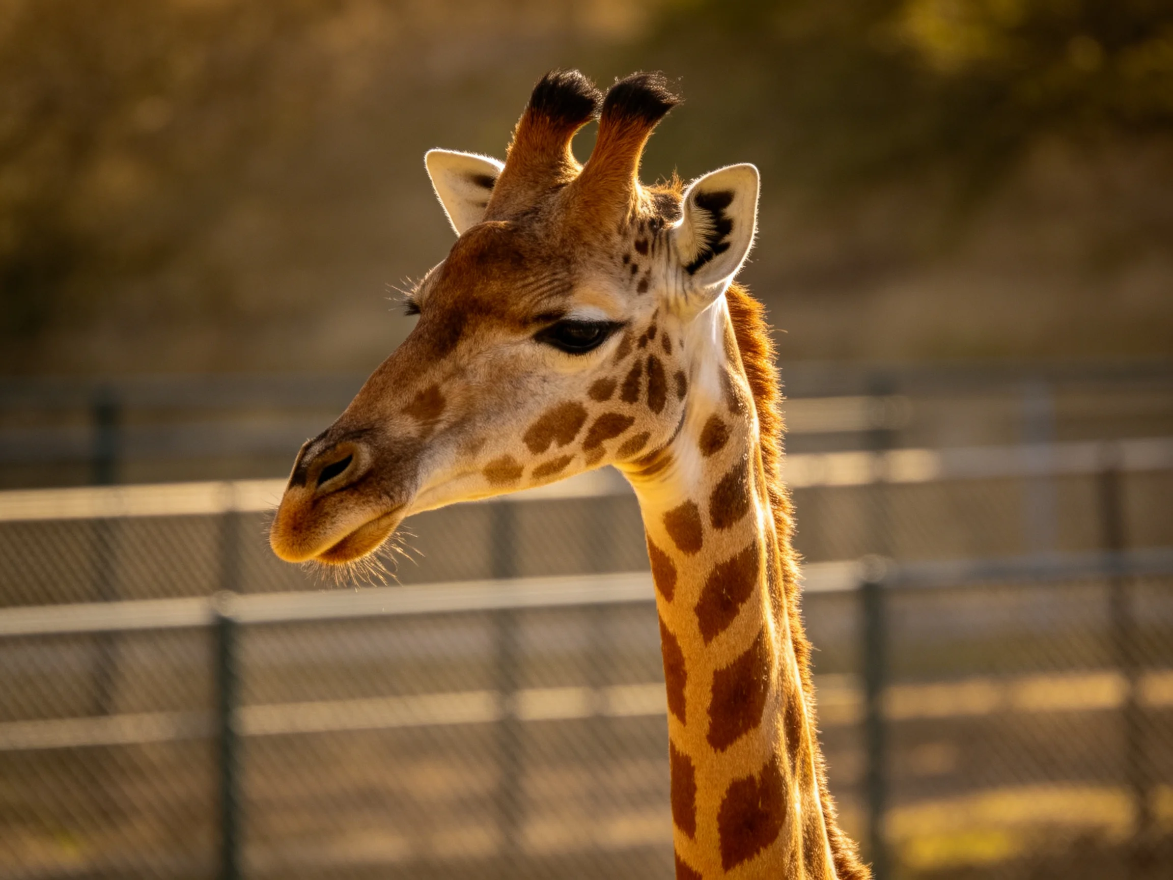 A close - up of a giraffe with brown patches and tan neck near a metal fence