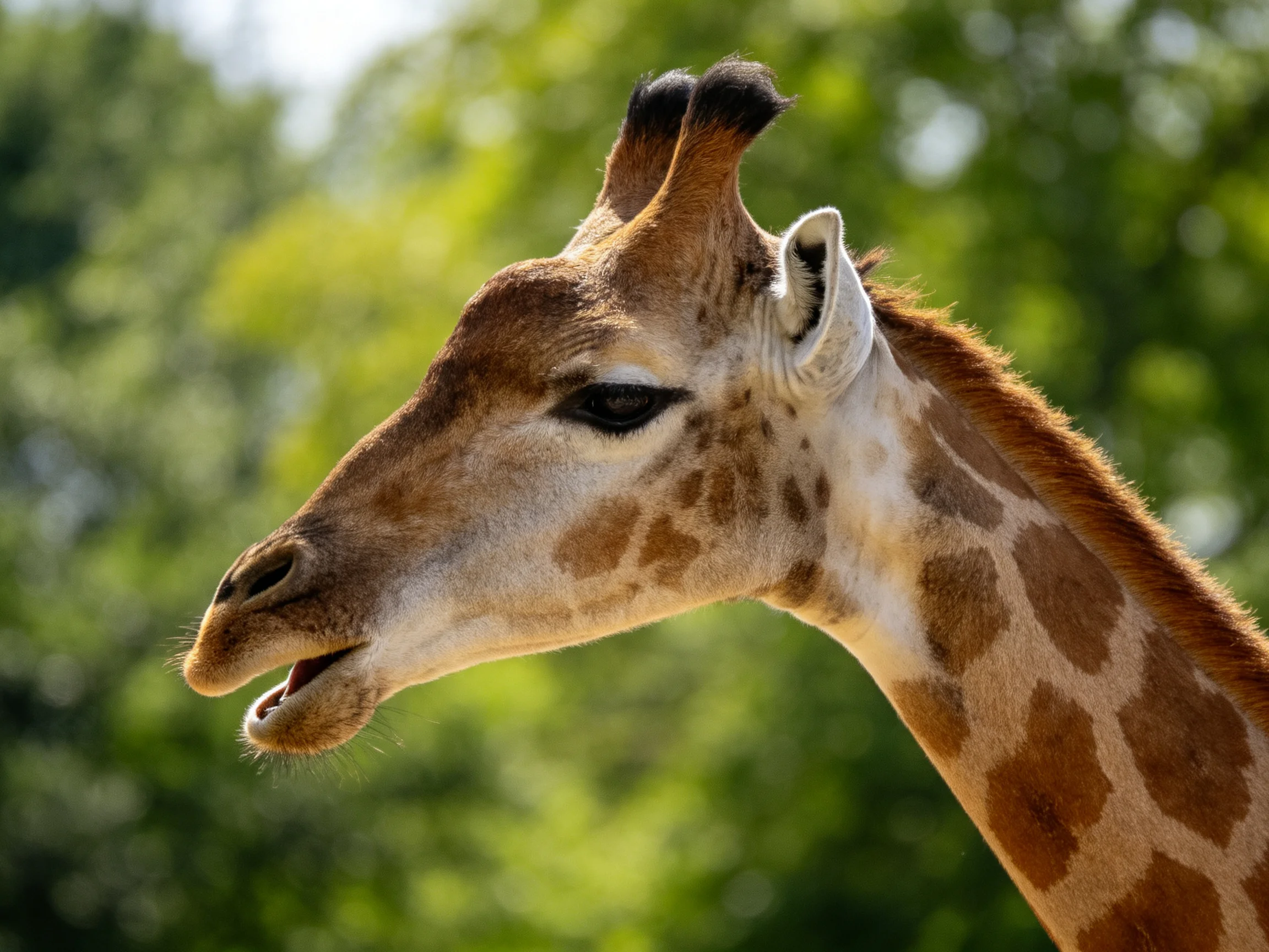 A giraffe with brown spotted markings is photographed near green trees.